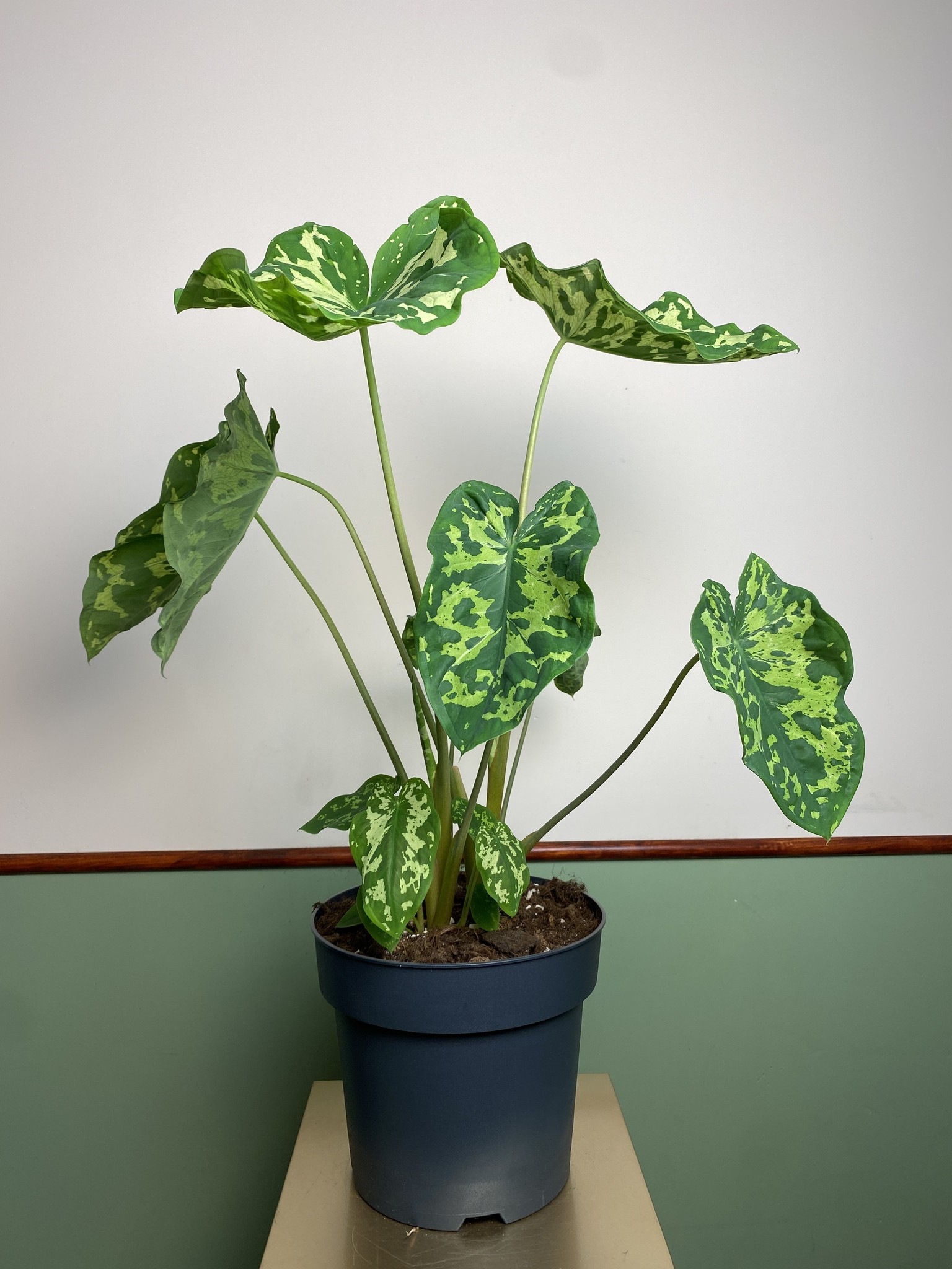 Colocasia Hilo Beauty