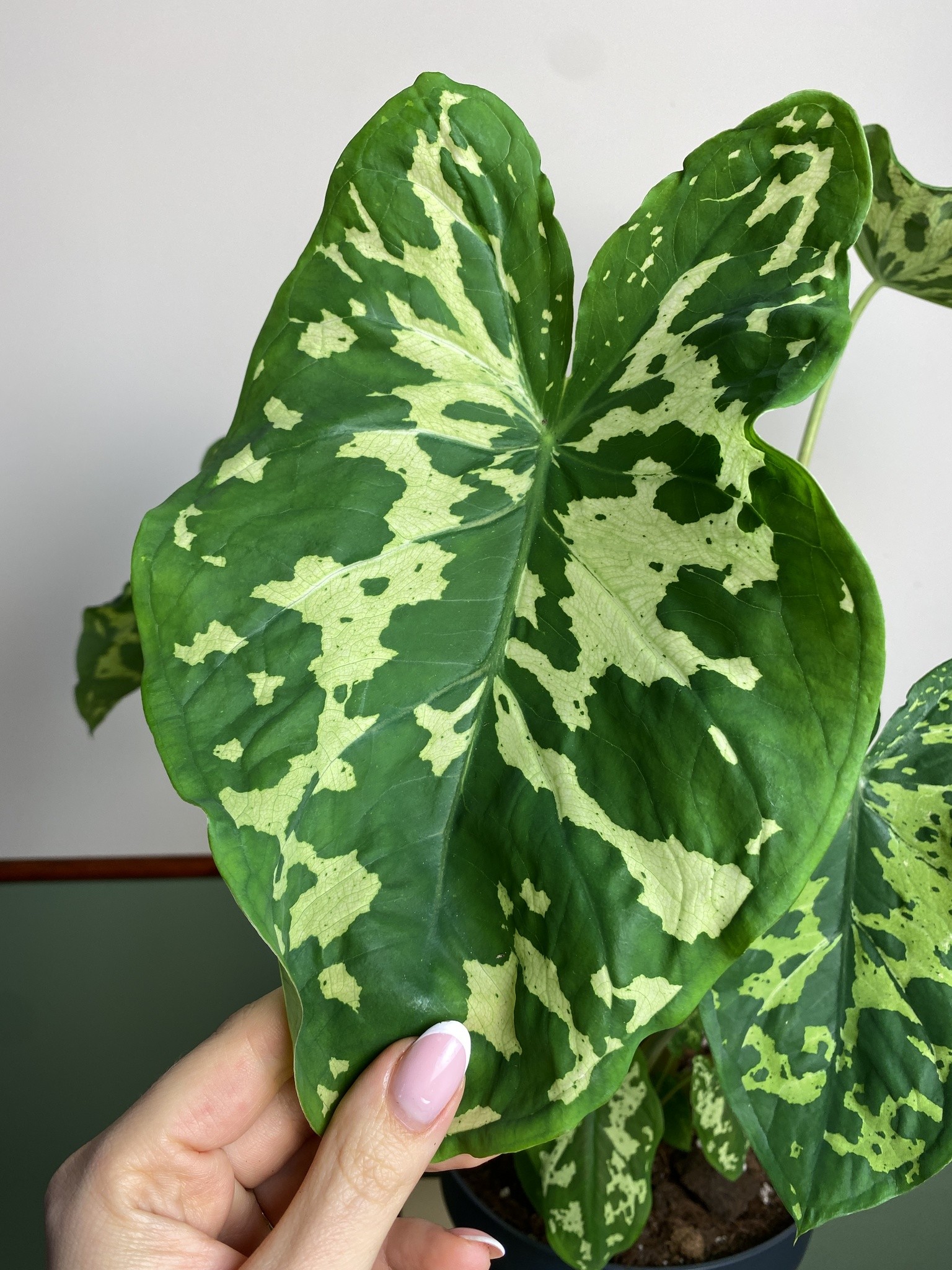 Colocasia Hilo Beauty