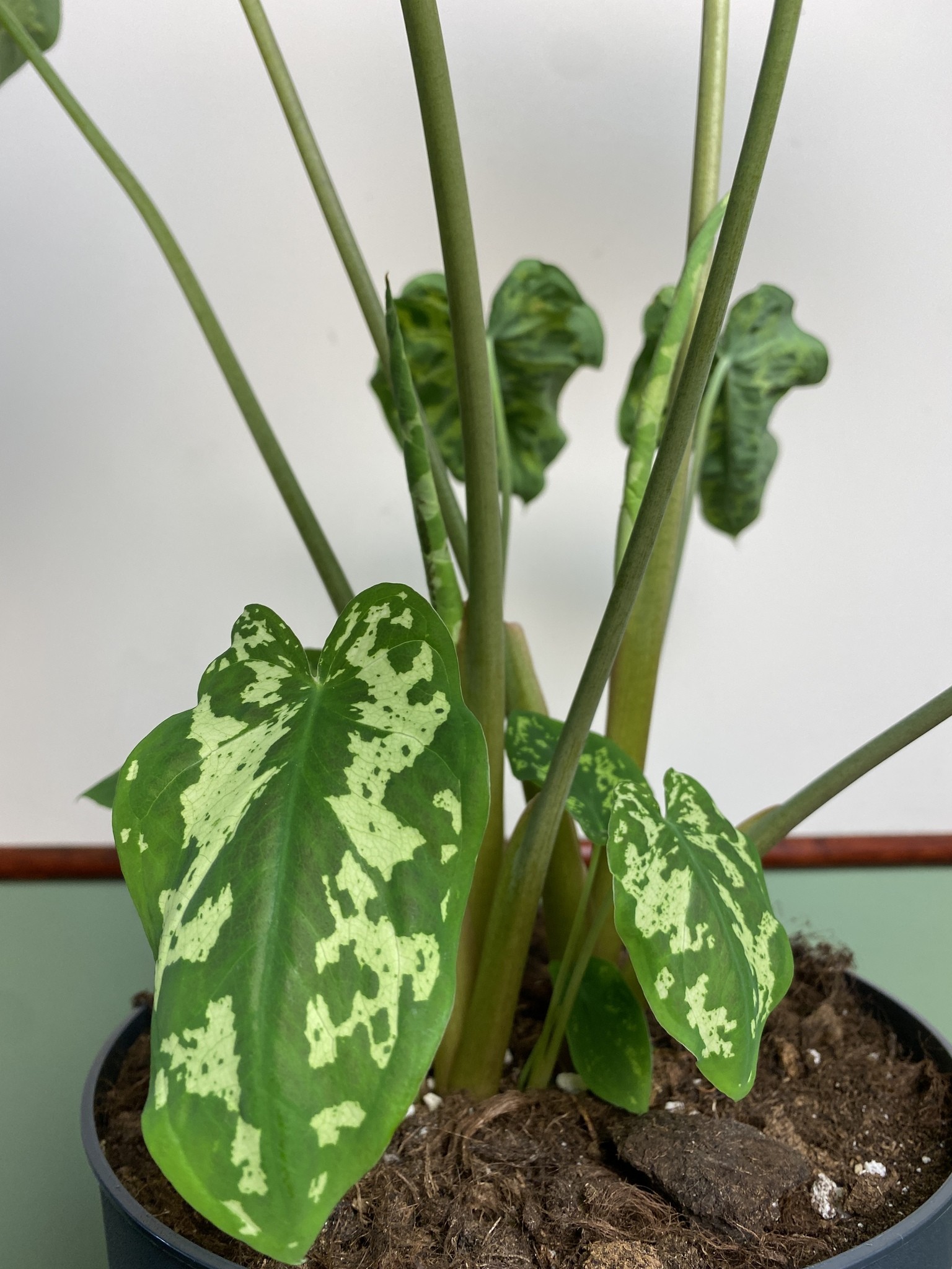 Colocasia Hilo Beauty