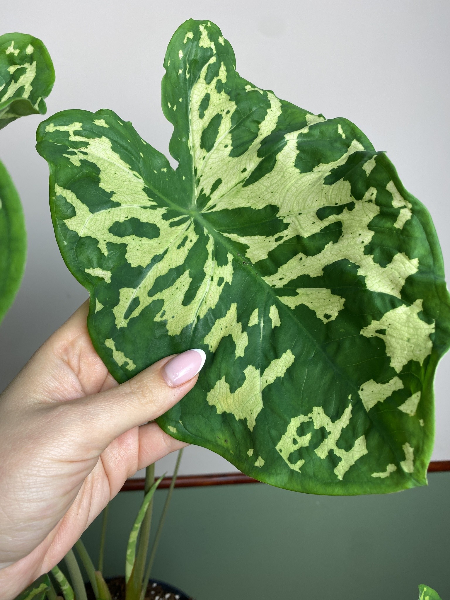 Colocasia Hilo Beauty