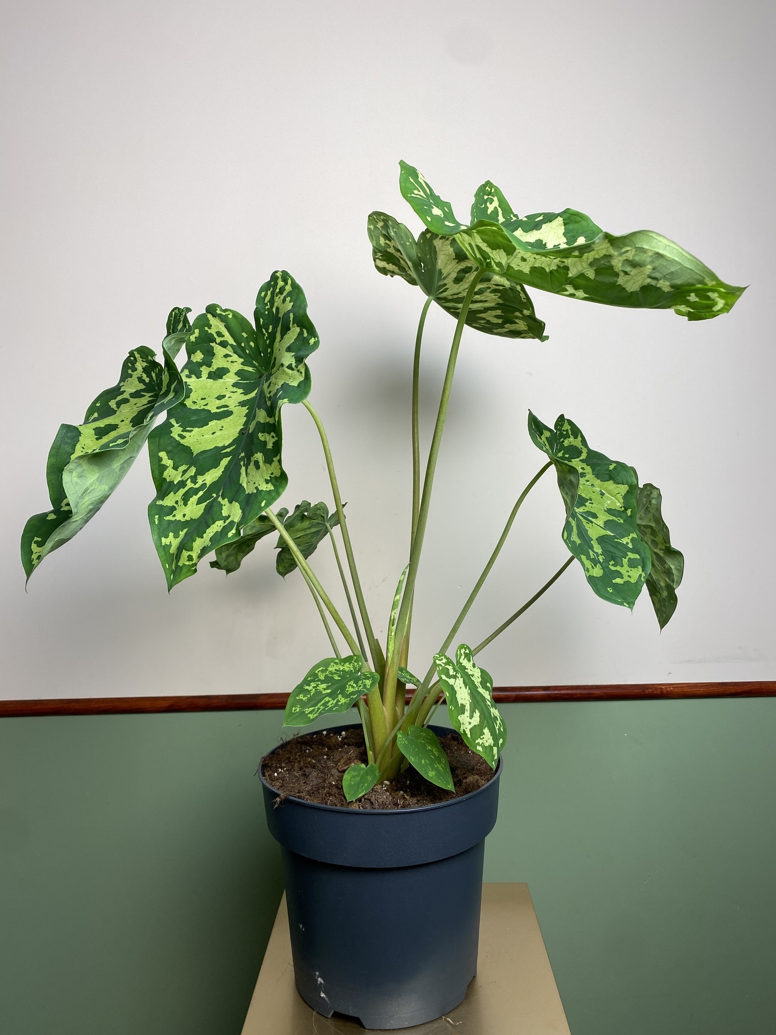 Colocasia Hilo Beauty