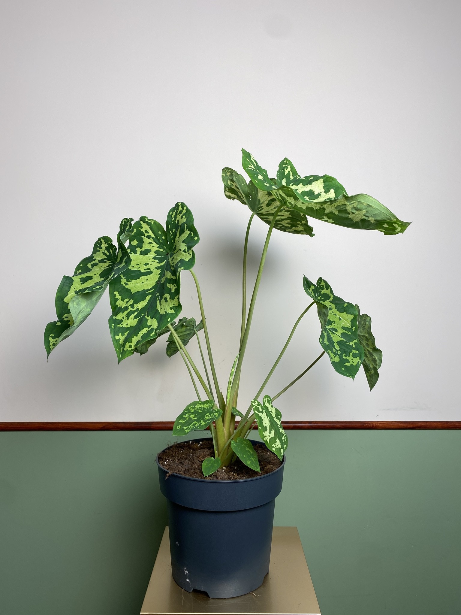 Colocasia Hilo Beauty