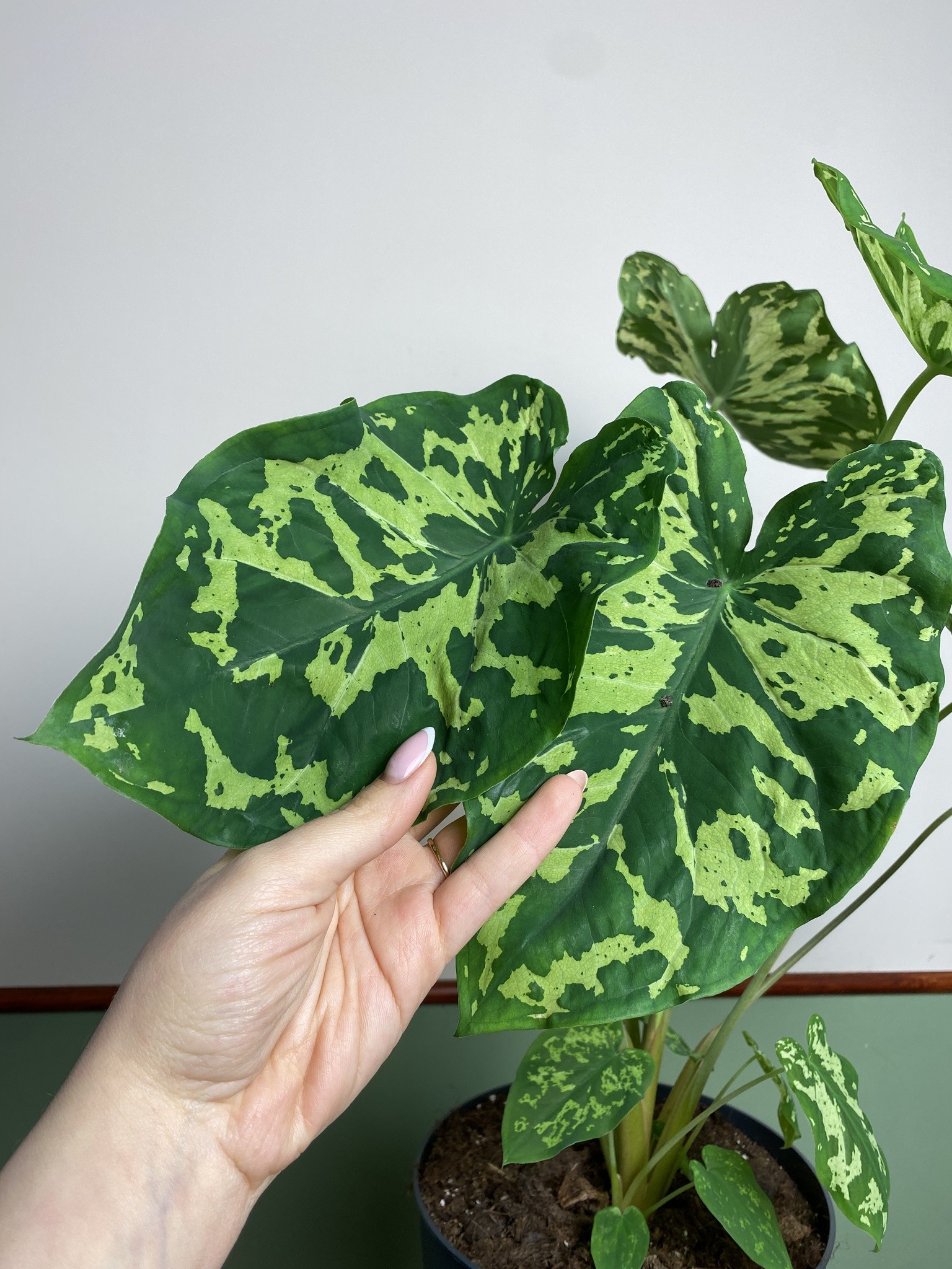 Colocasia Hilo Beauty