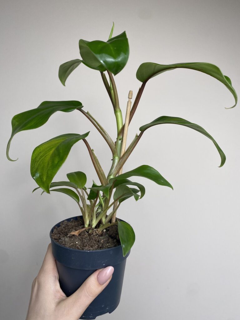 Philodendron `Green Apple`