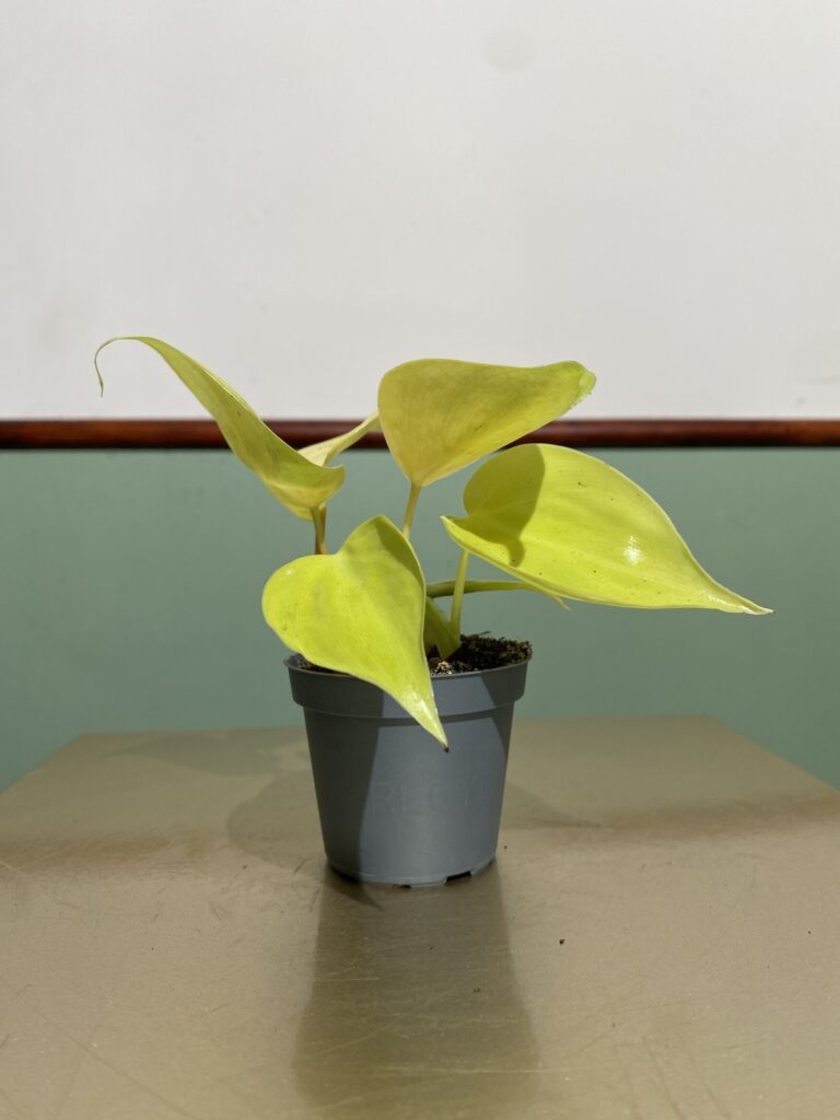 Philodendron Micans Lime (mały)