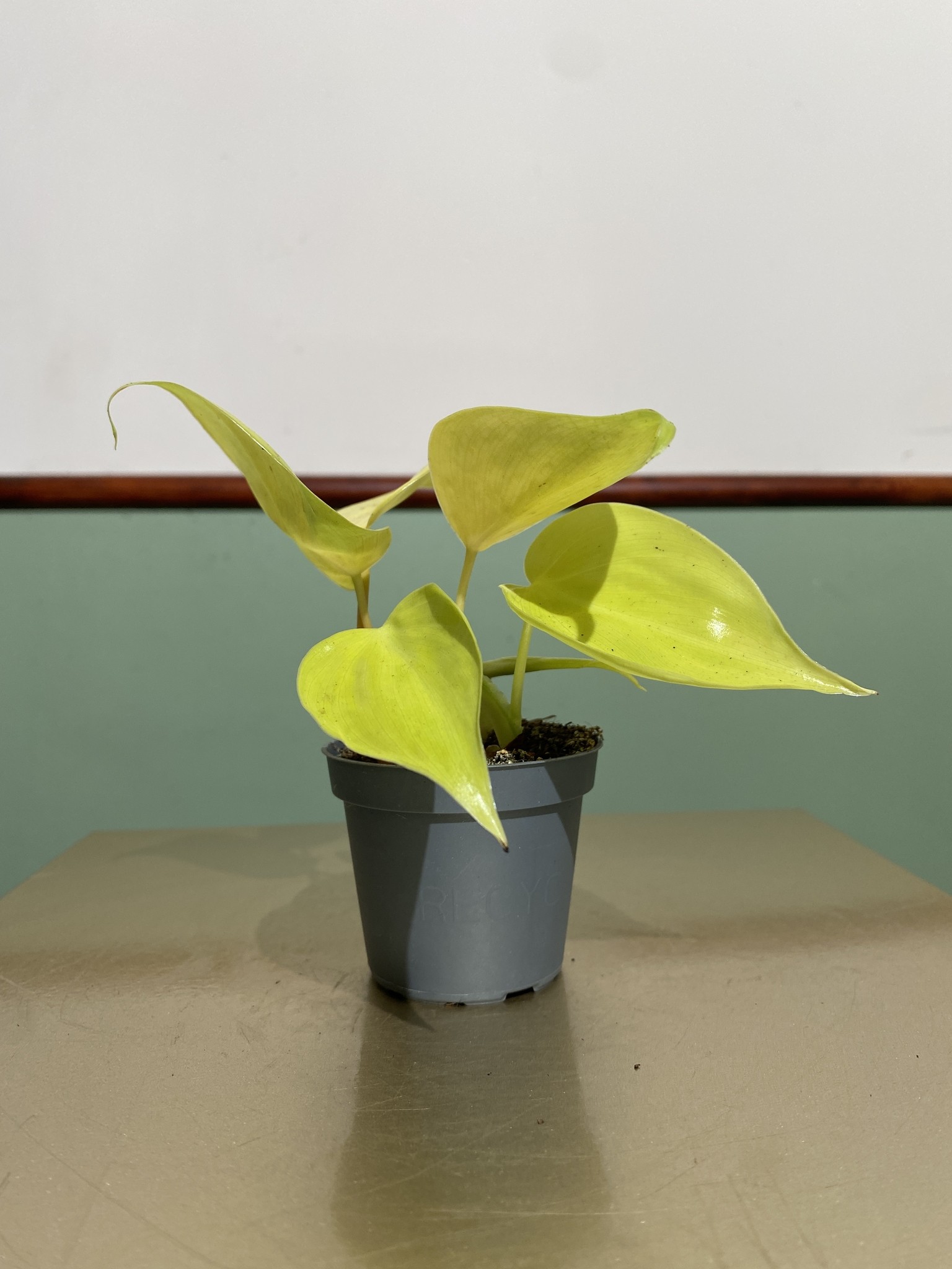 Philodendron Micans Lime (mały)
