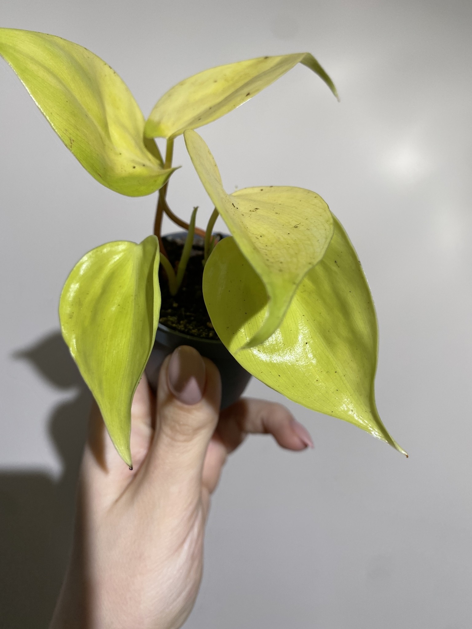 Philodendron Micans Lime (mały)