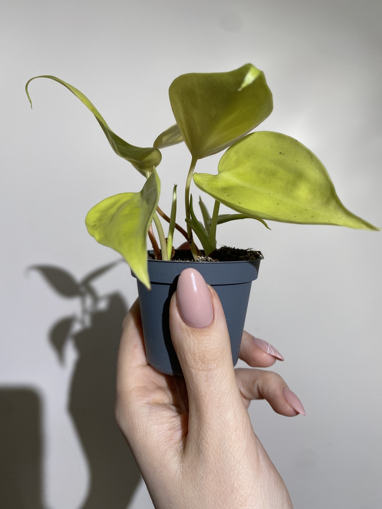 Philodendron Micans Lime (mały)