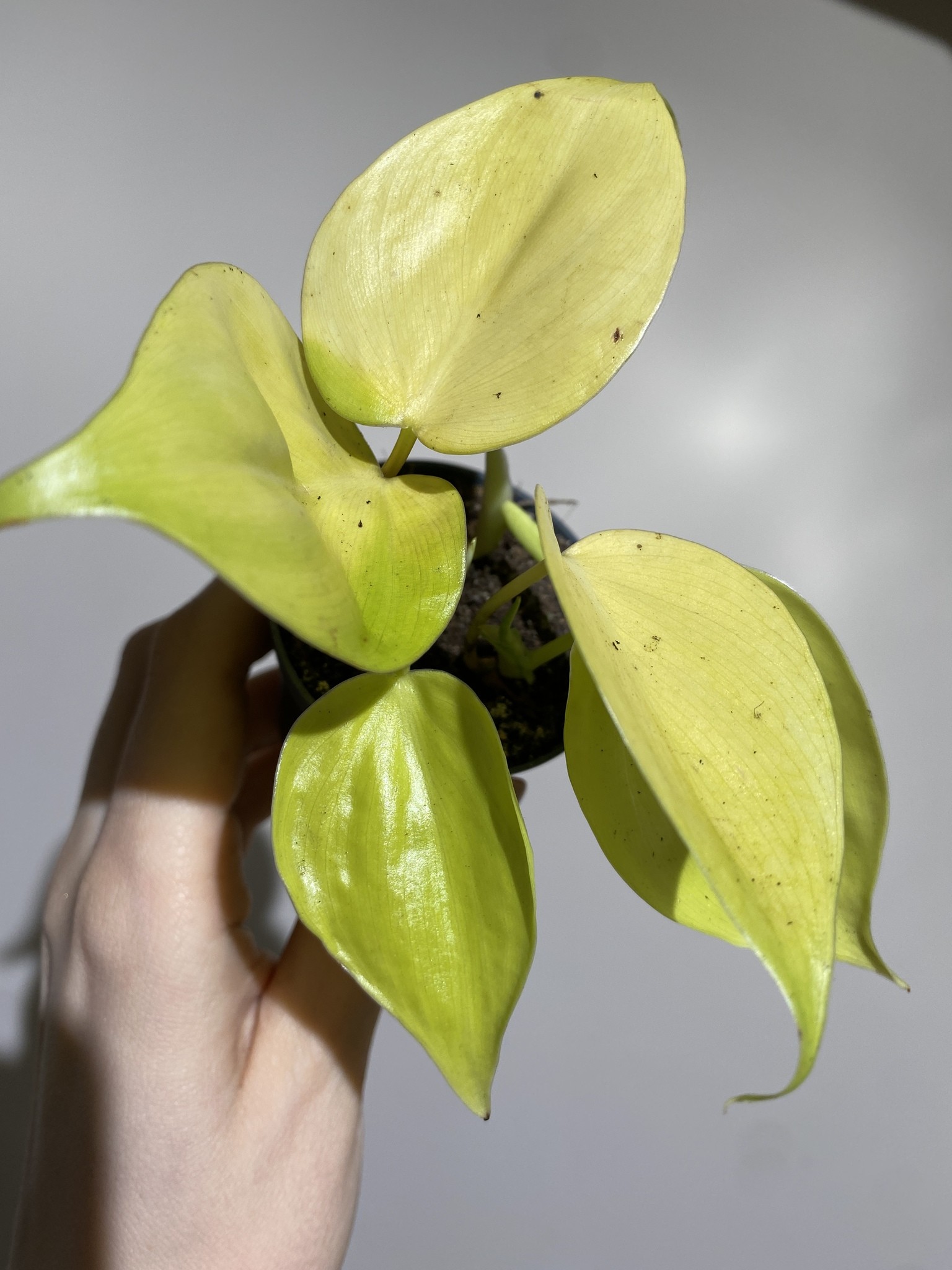 Philodendron Micans Lime (mały)
