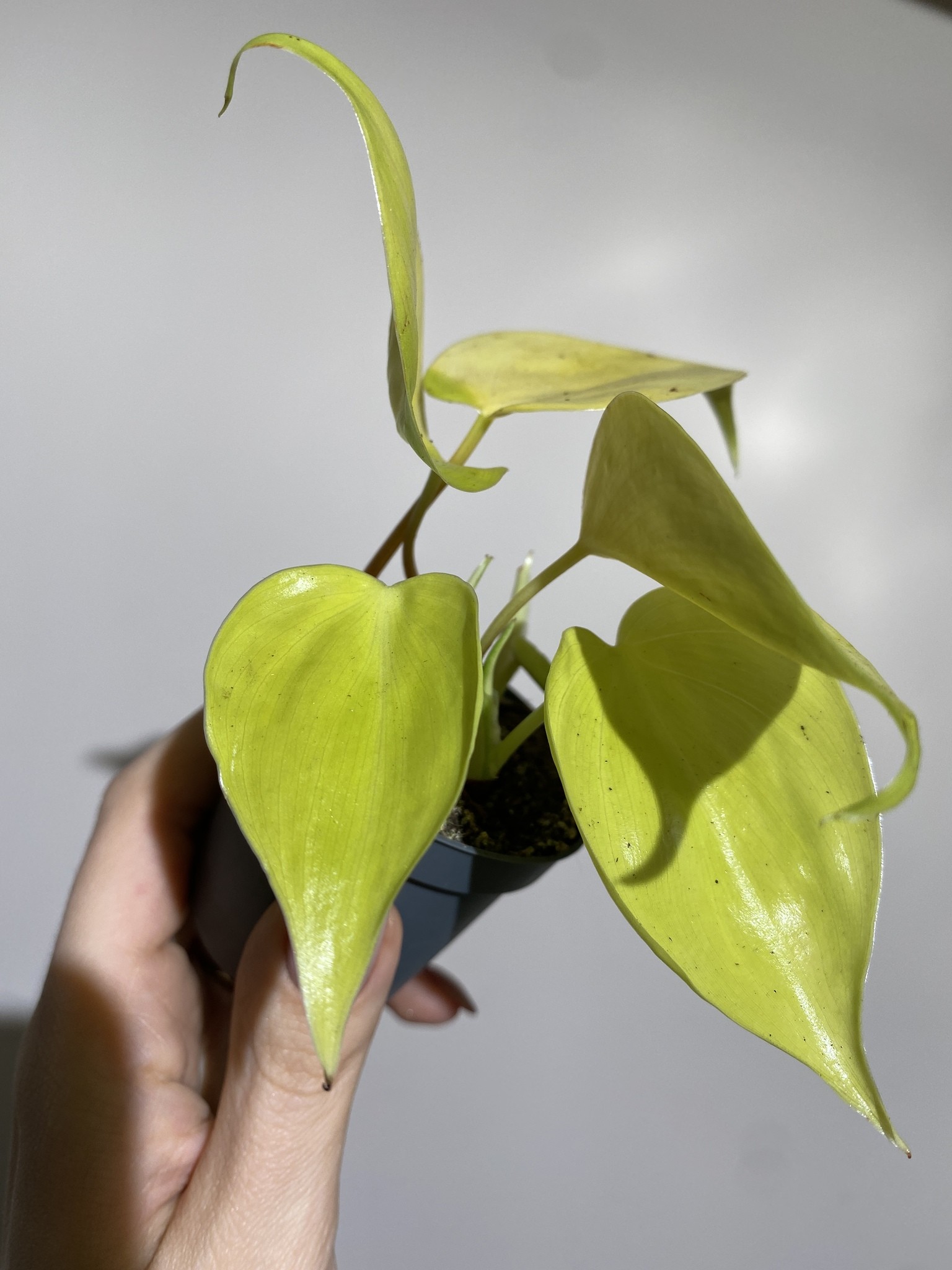 Philodendron Micans Lime (mały)