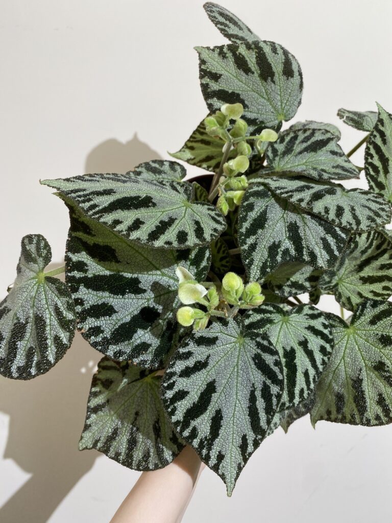 Begonia Silver Jewell