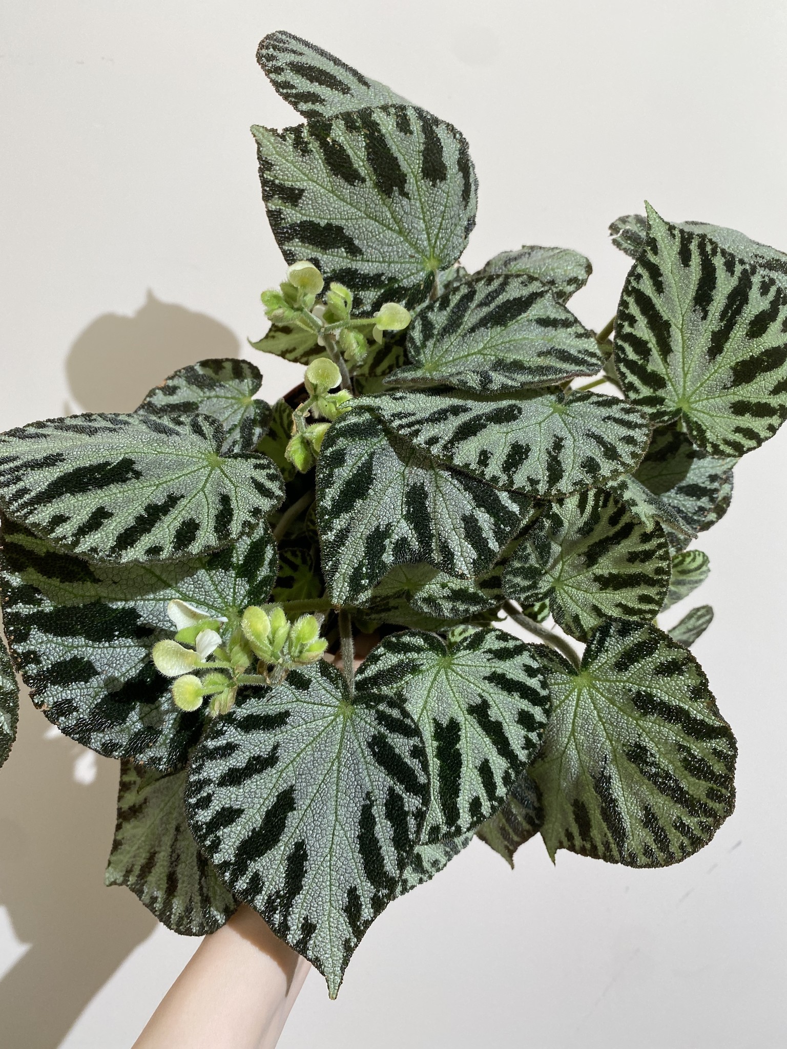 Begonia Silver Jewell
