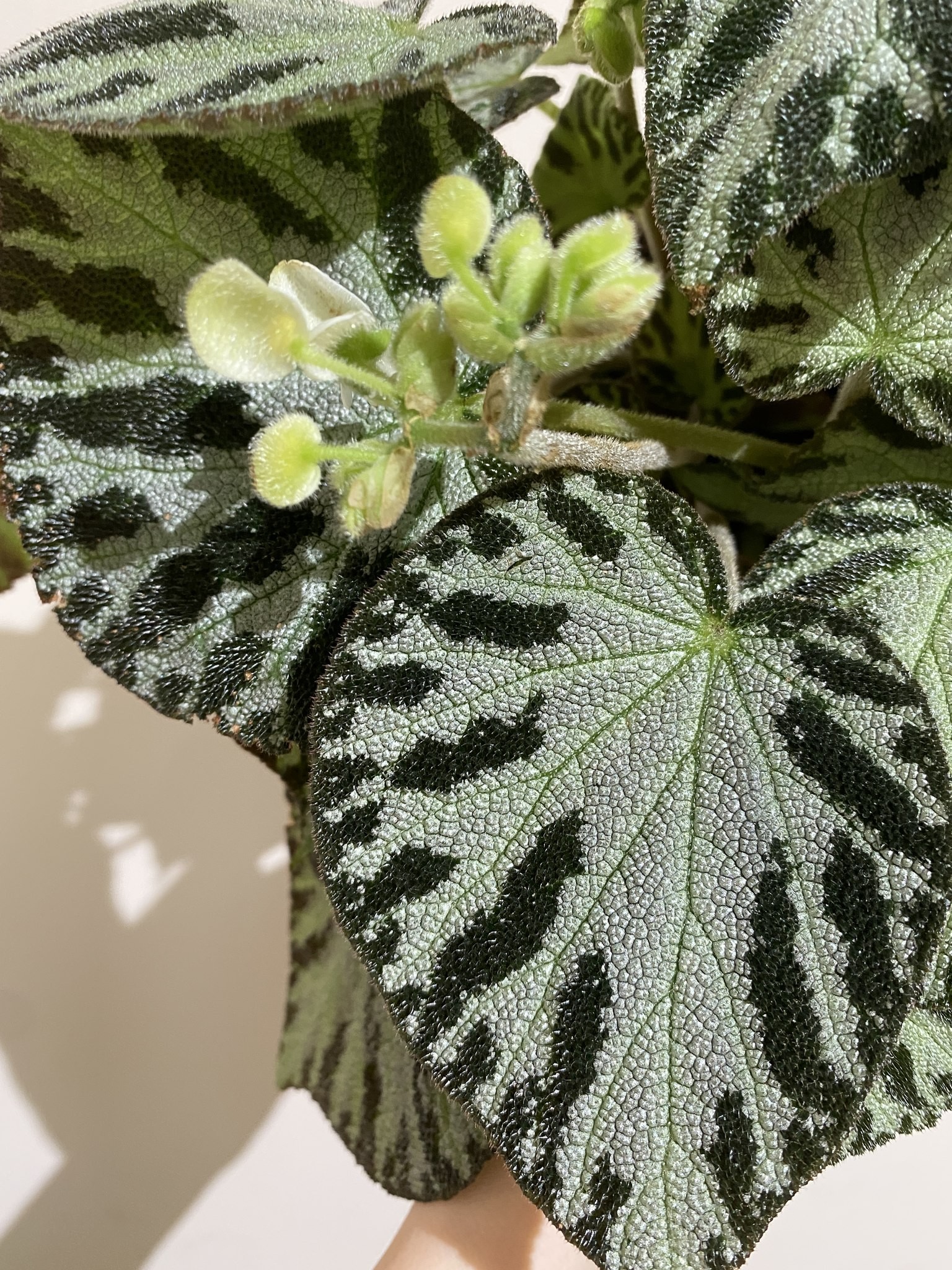 Begonia Silver Jewell