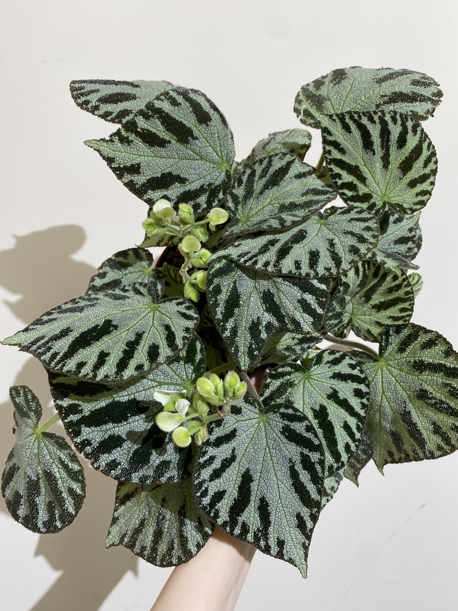 Begonia Silver Jewell