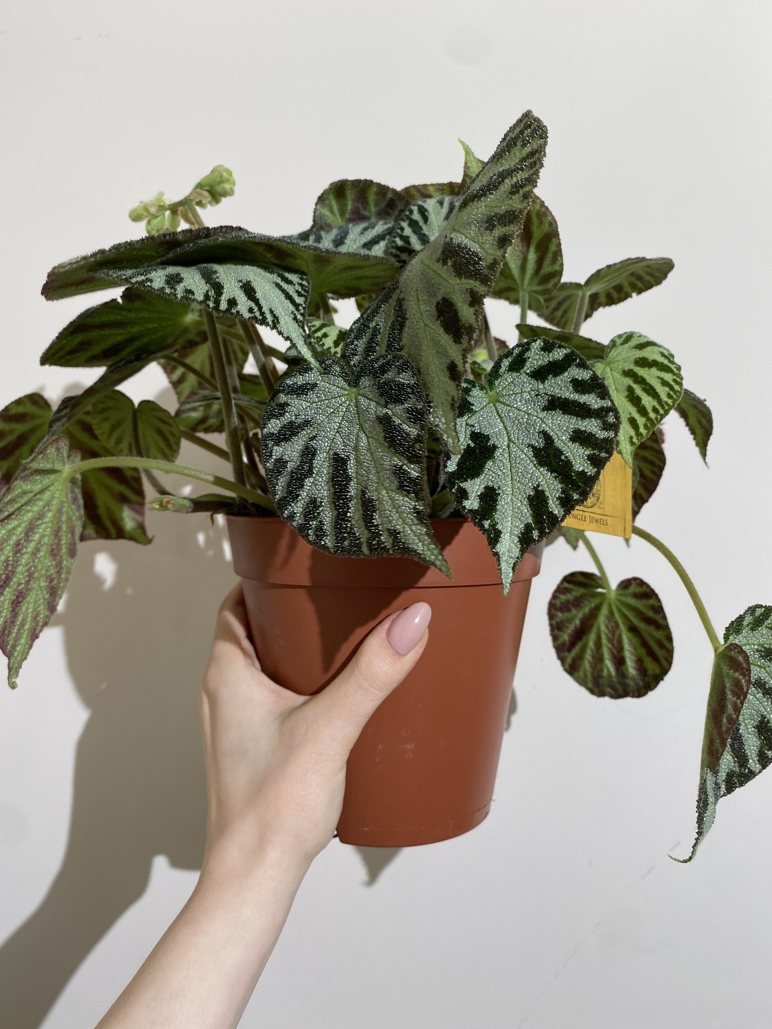 Begonia Silver Jewell