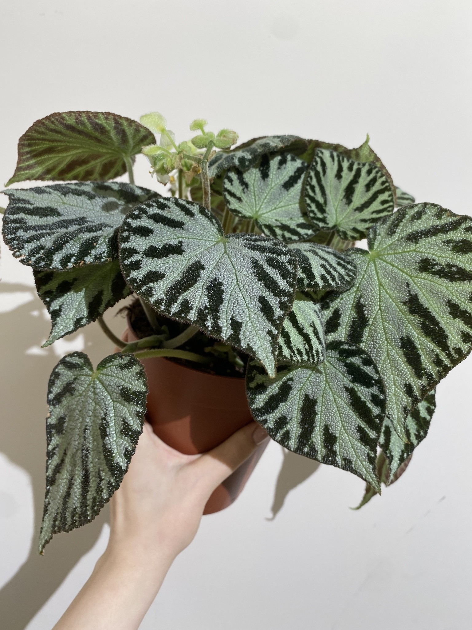 Begonia Silver Jewell