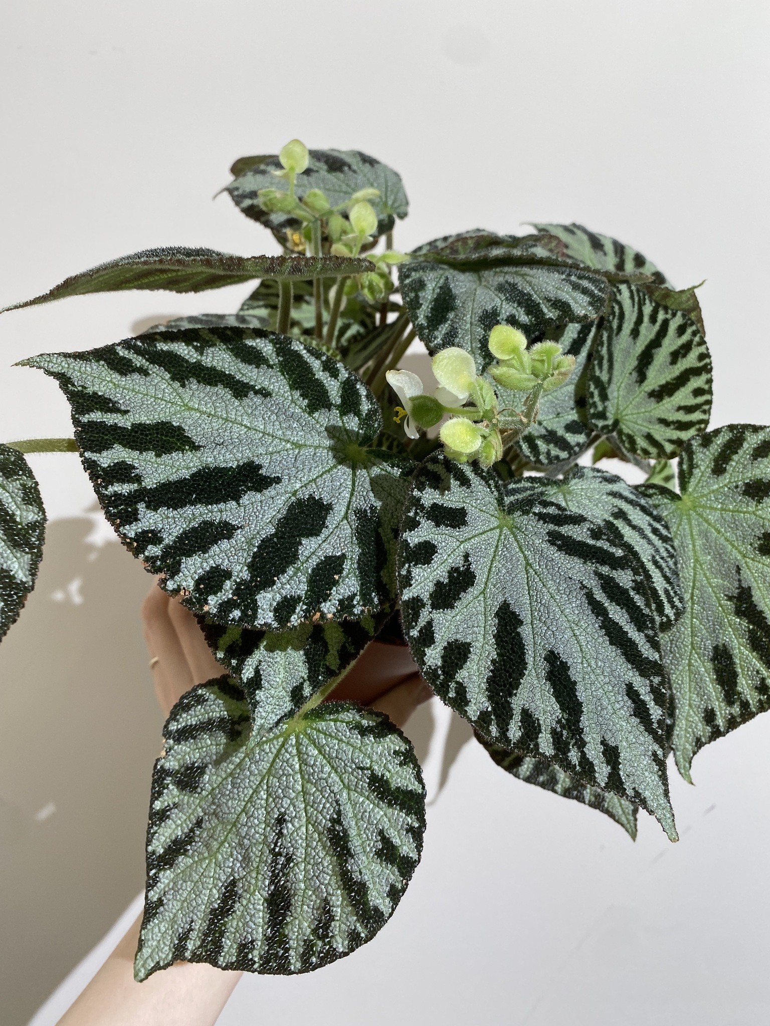 Begonia Silver Jewell