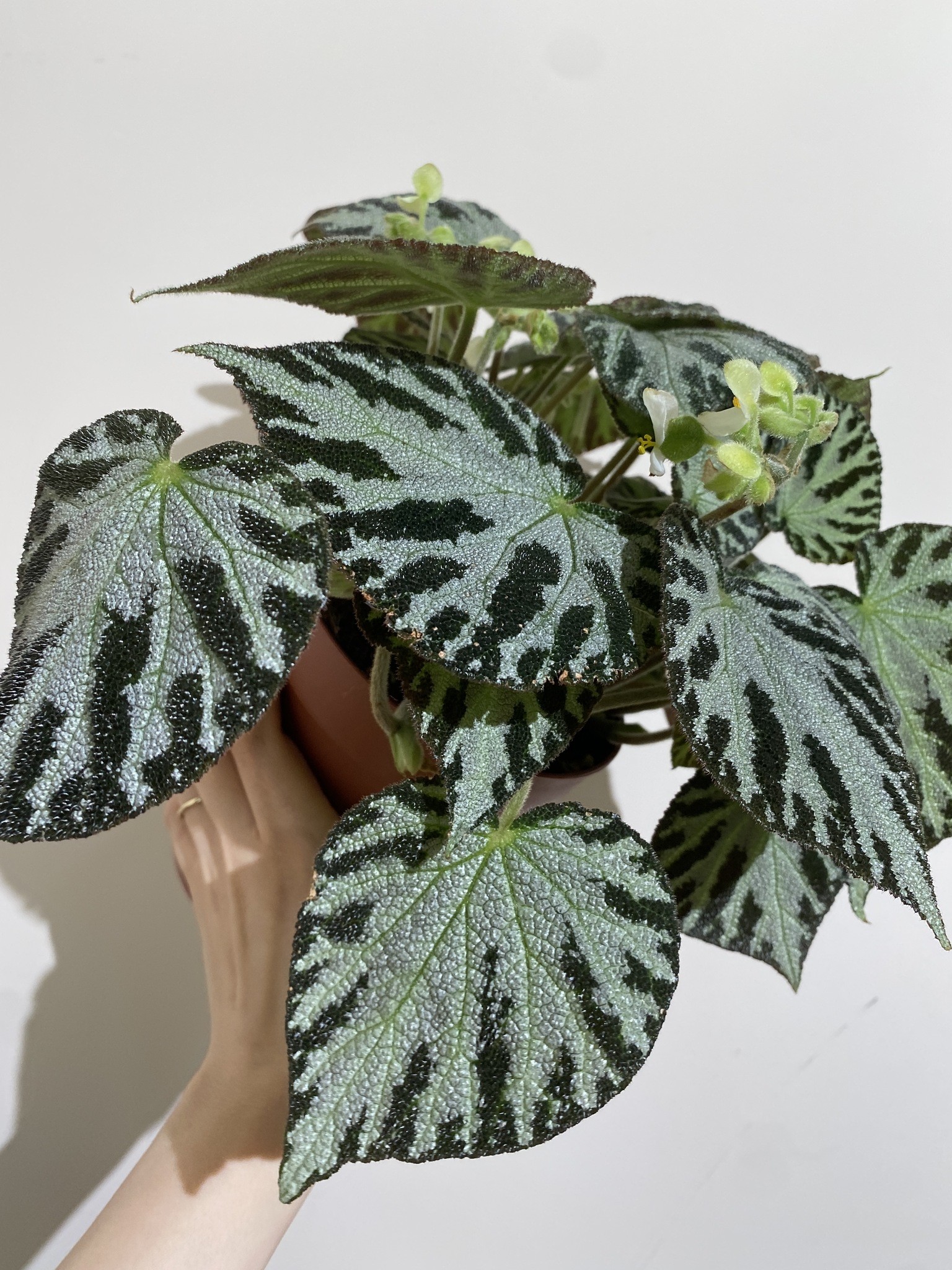 Begonia Silver Jewell
