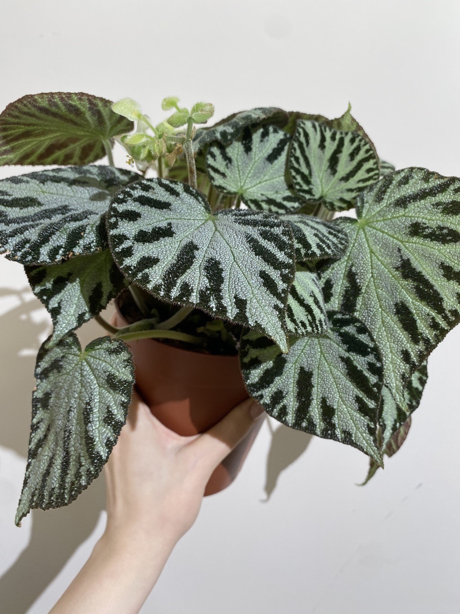 Begonia Silver Jewell