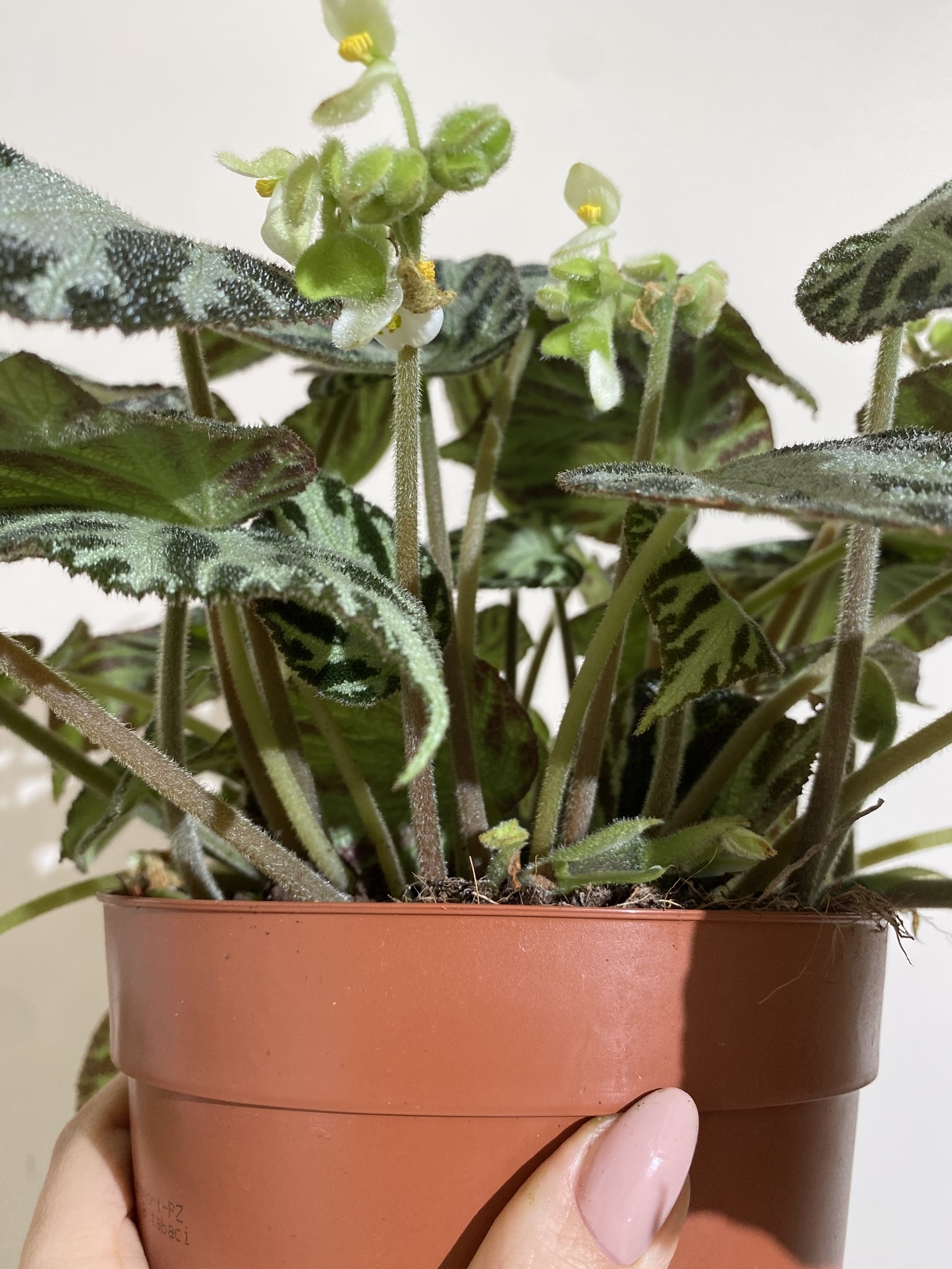 Begonia Silver Jewell