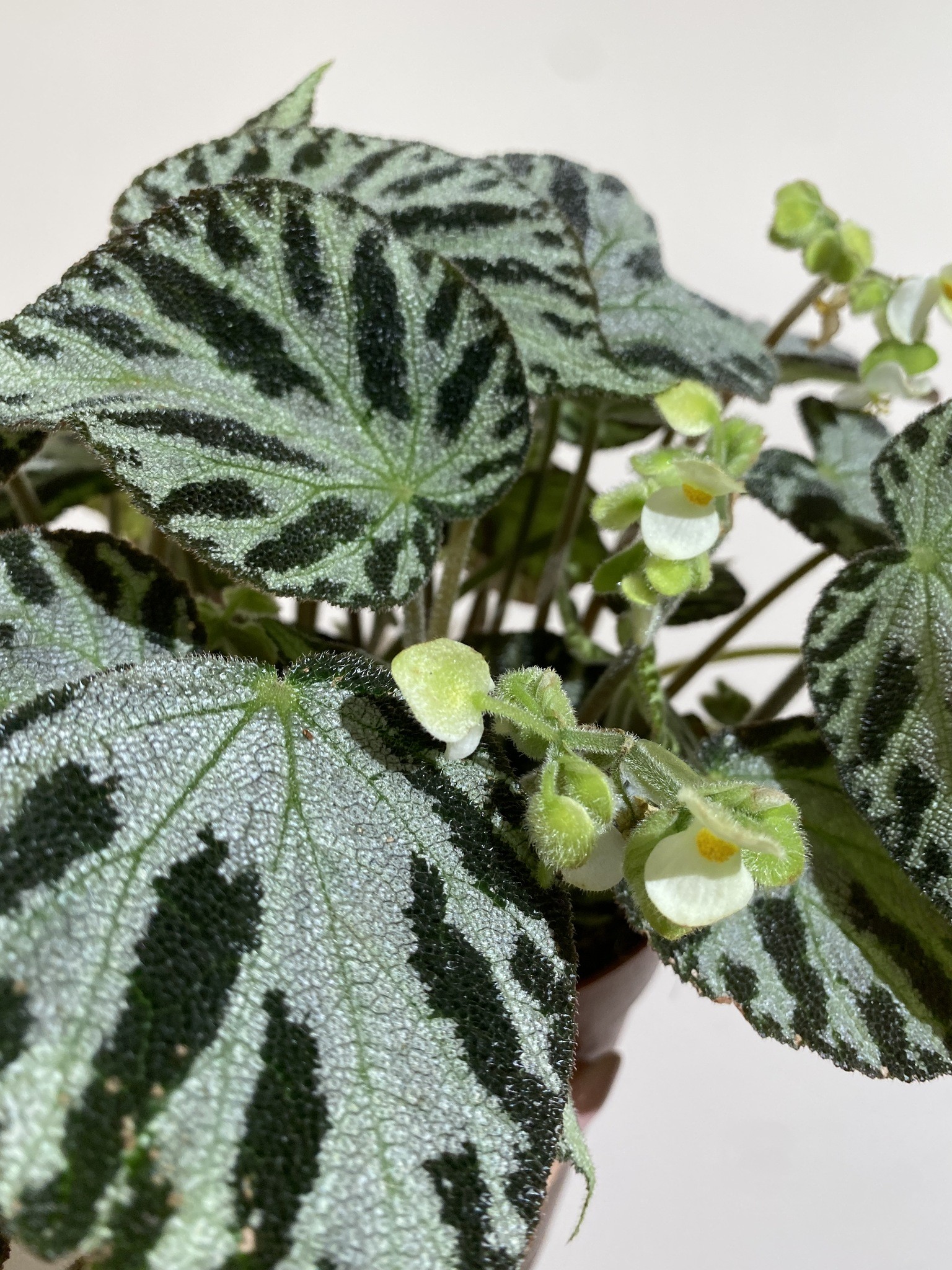 Begonia Silver Jewell