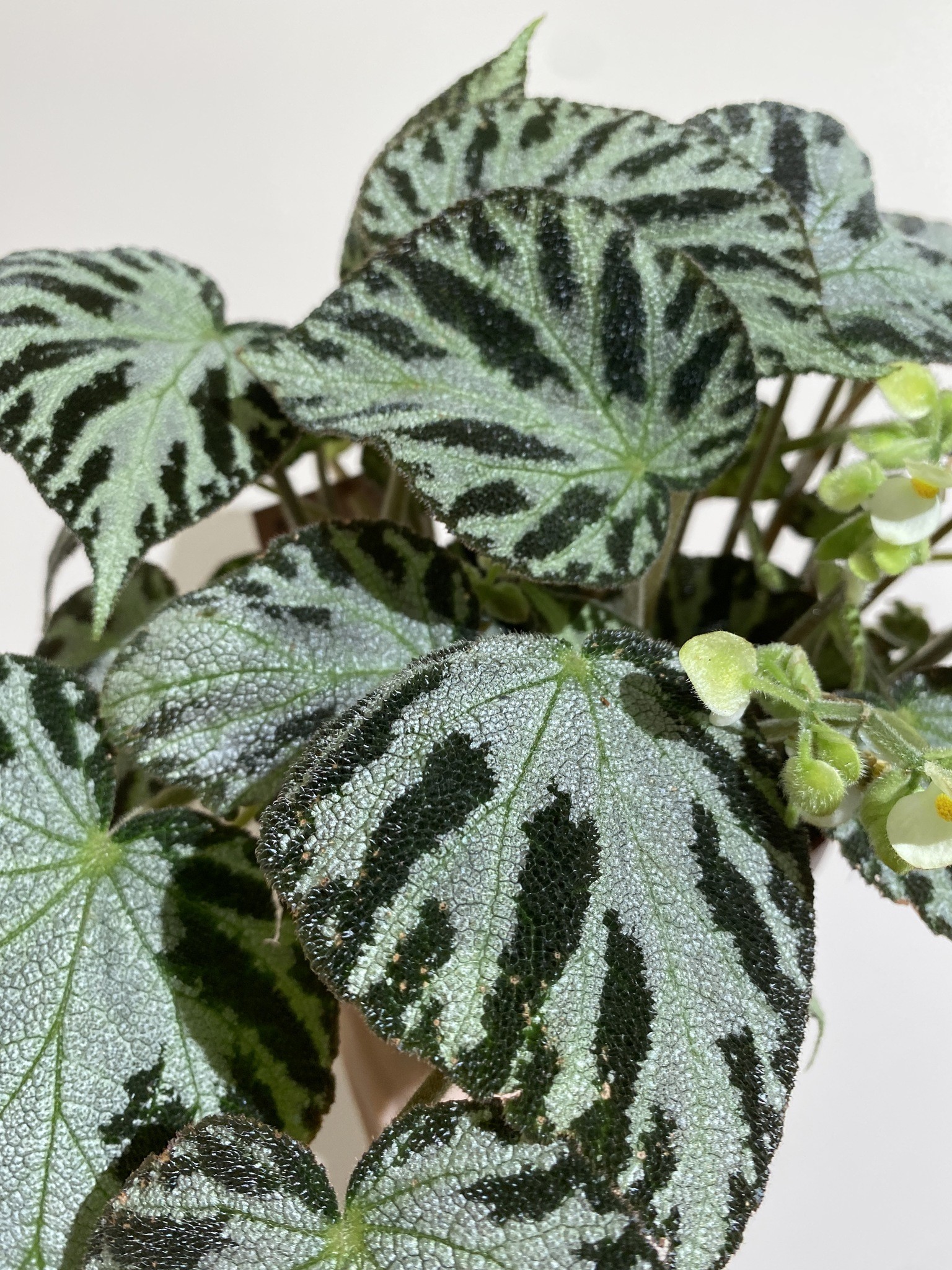 Begonia Silver Jewell