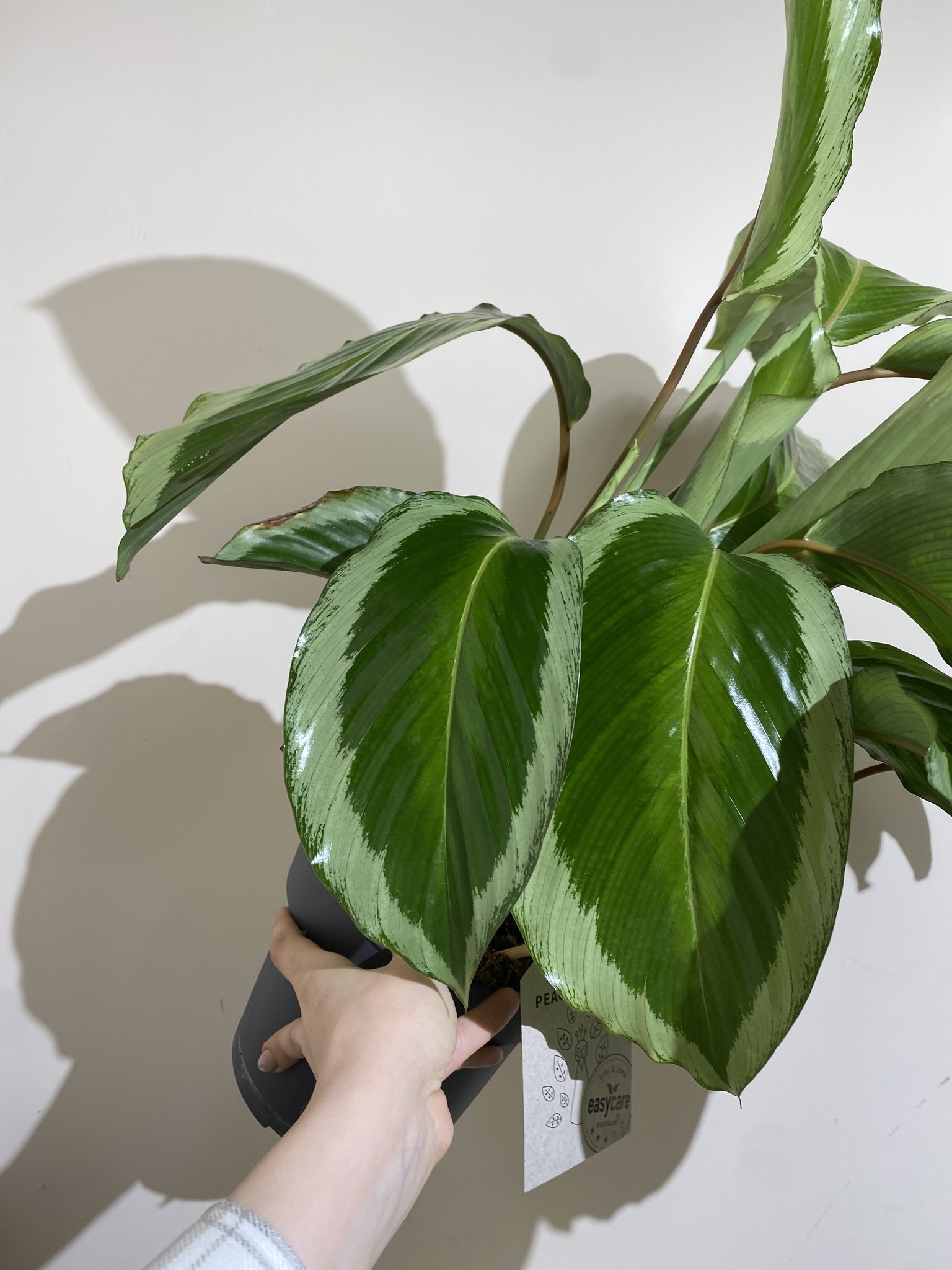 Calathea bicajoux gecko