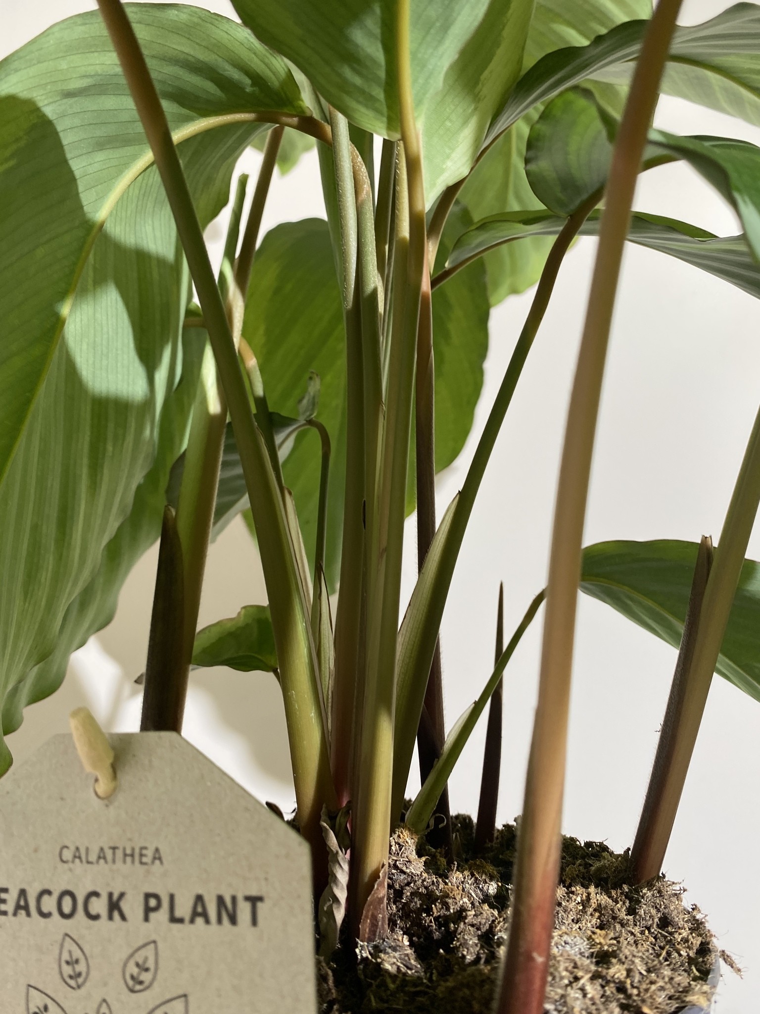 Calathea bicajoux gecko