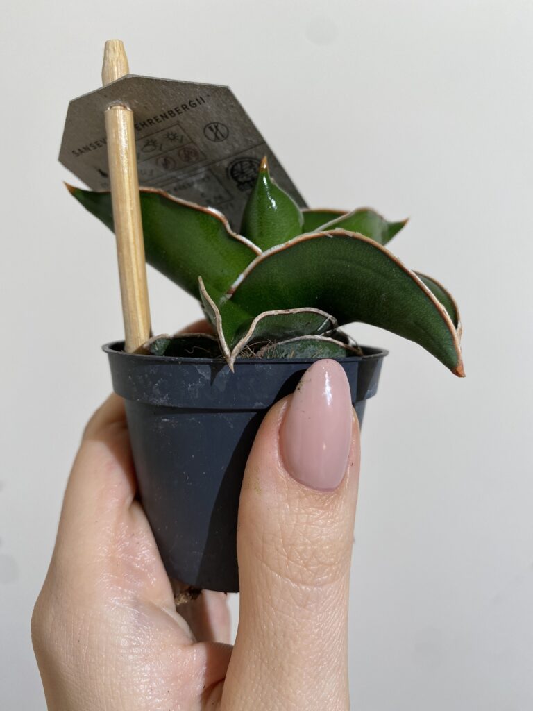 Sansevieria Samurai Dwarf