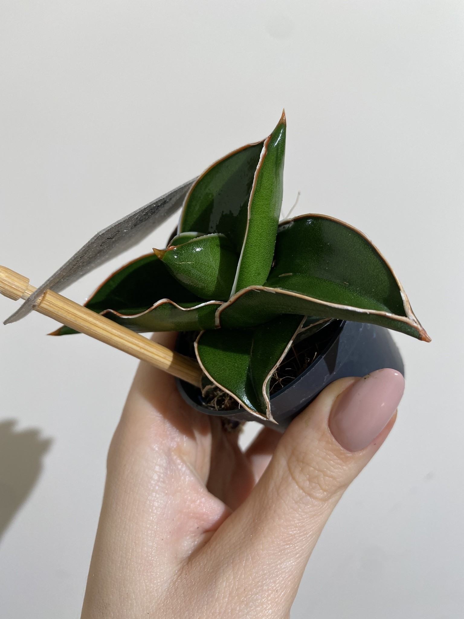 Sansevieria Samurai Dwarf