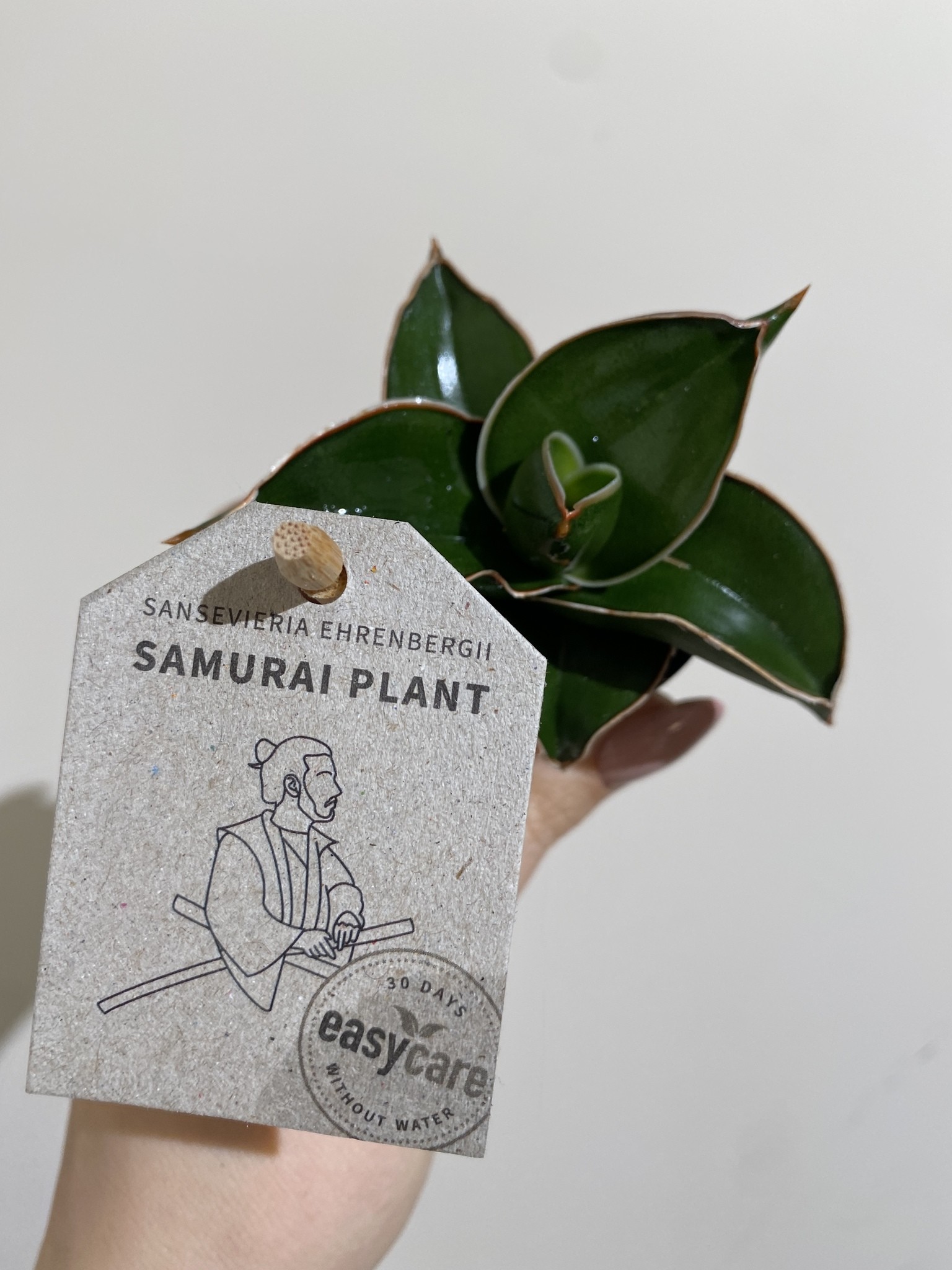 Sansevieria Samurai Dwarf