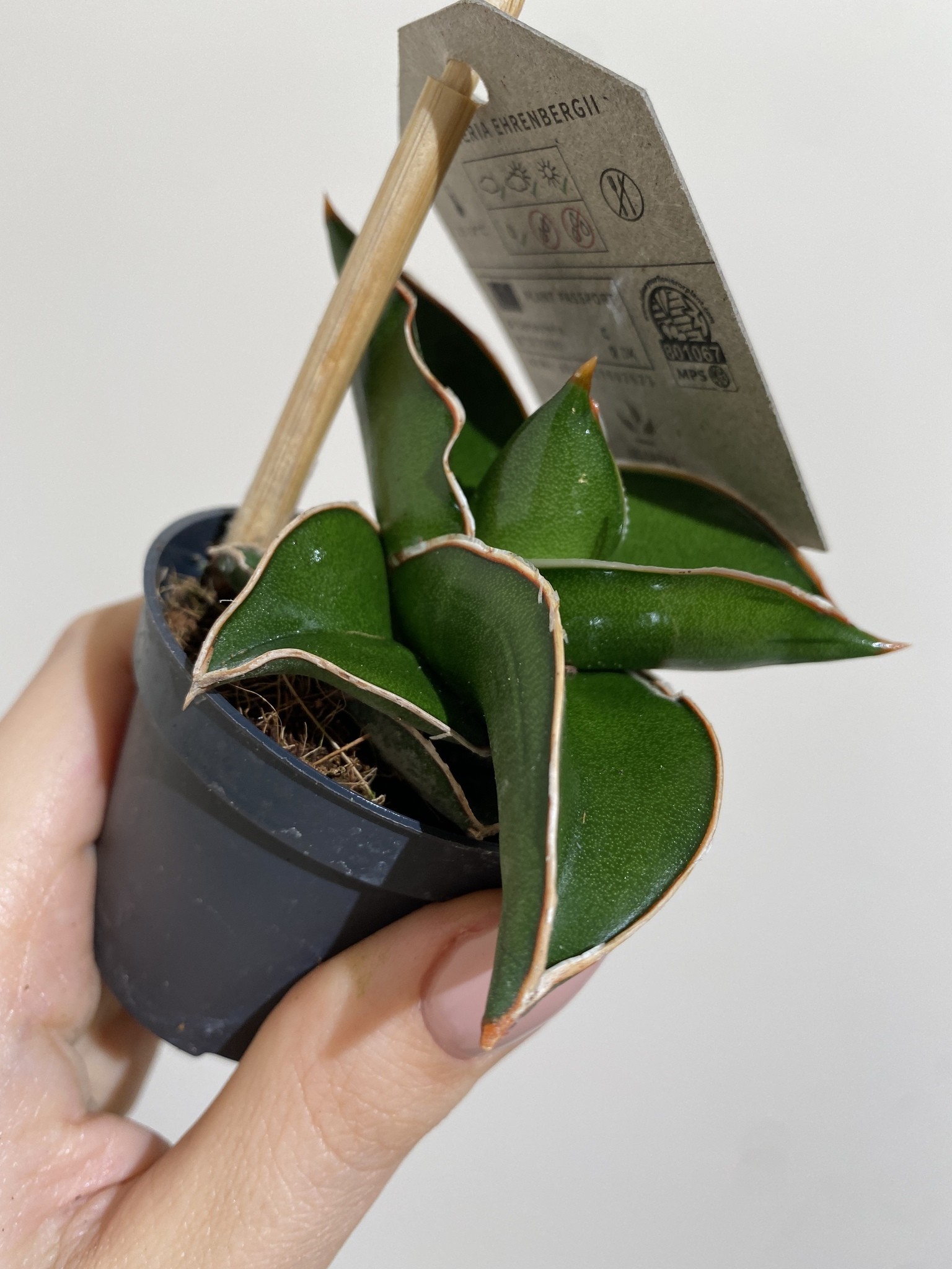 Sansevieria Samurai Dwarf