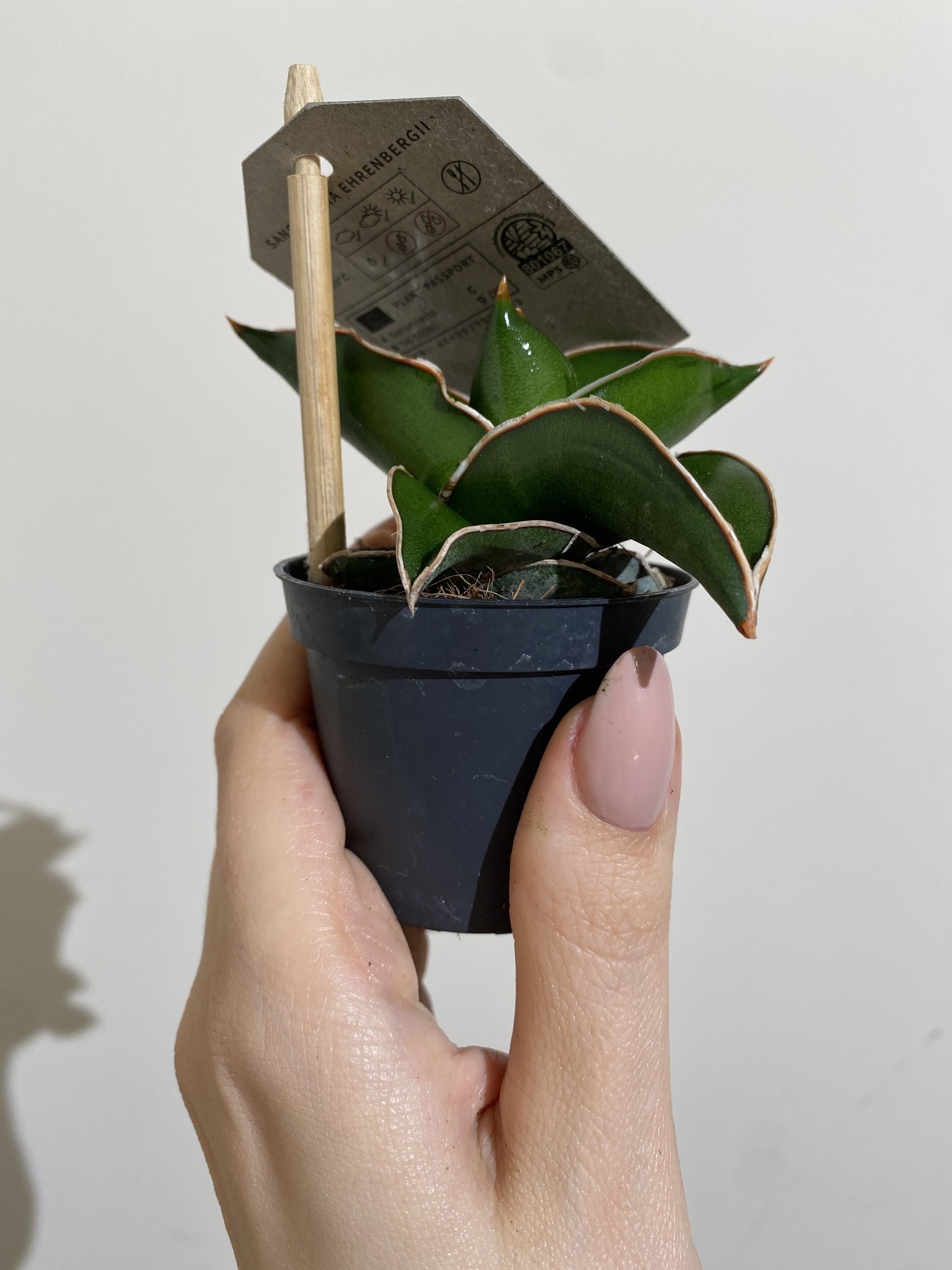 Sansevieria Samurai Dwarf