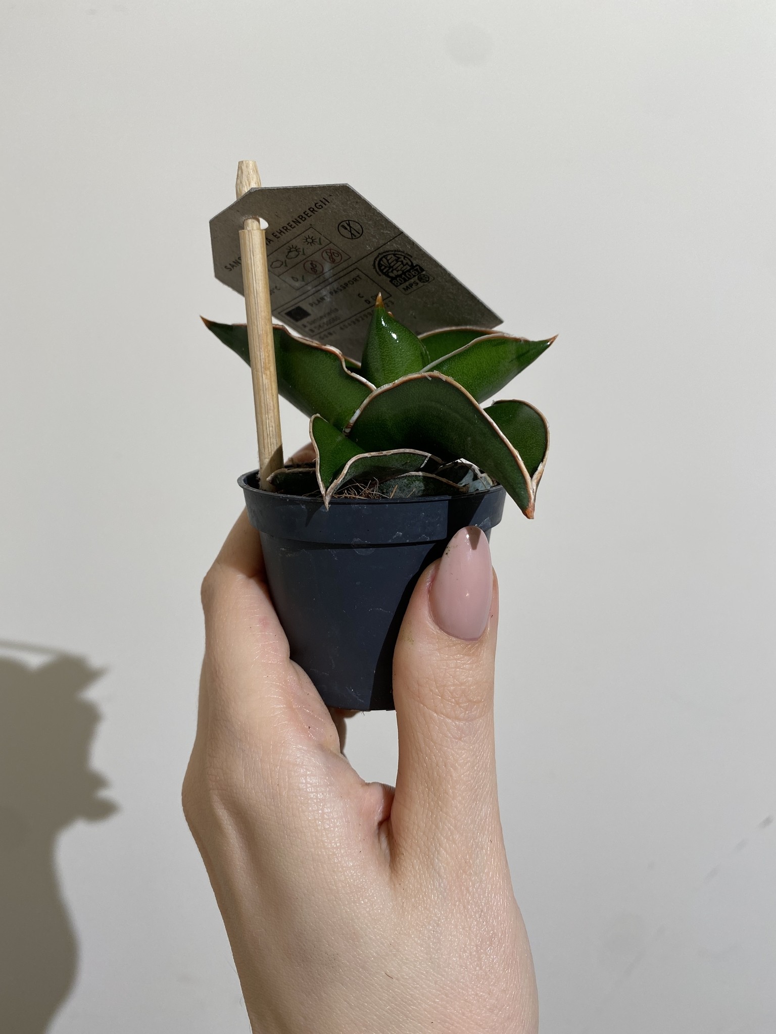 Sansevieria Samurai Dwarf