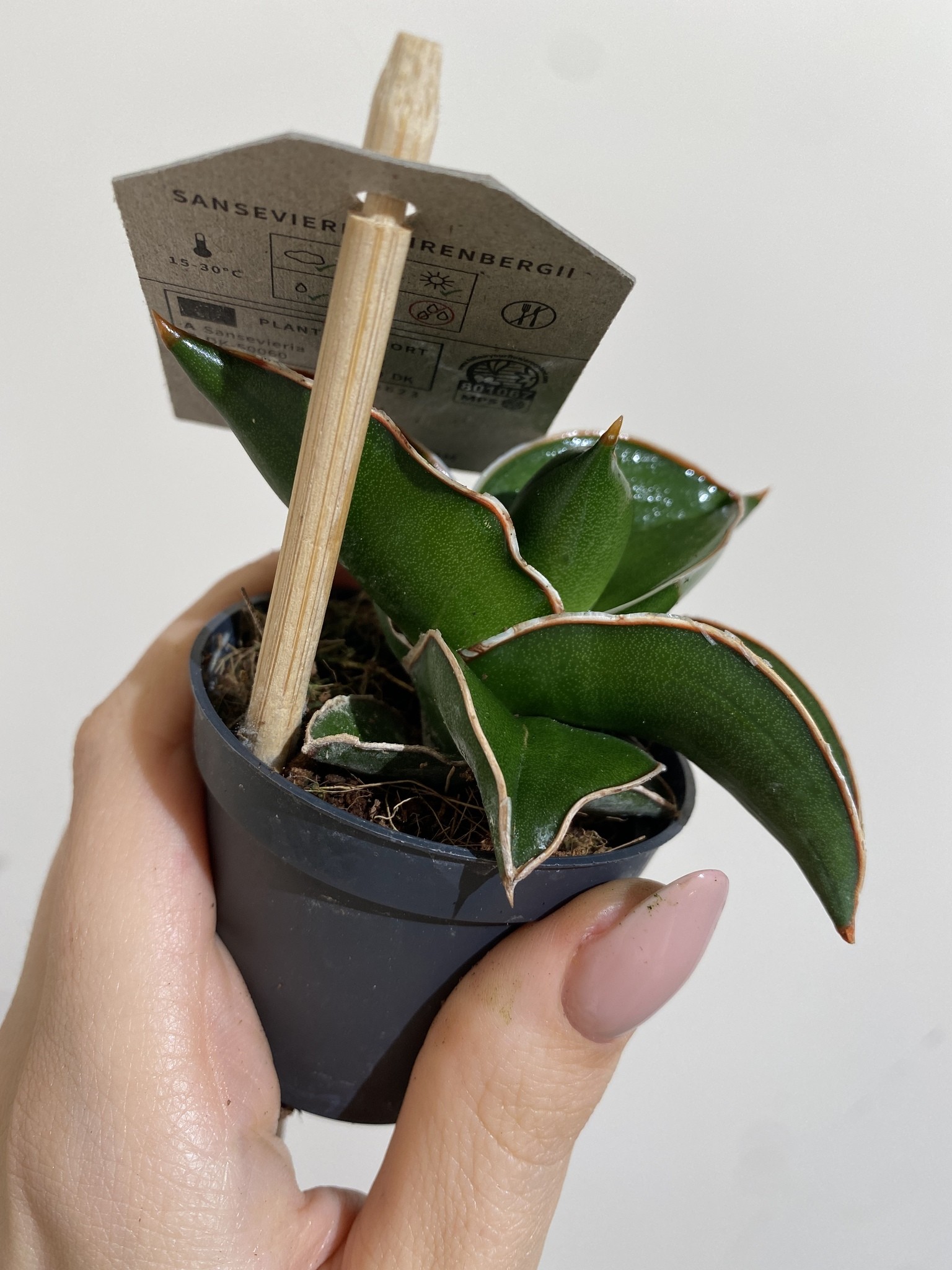 Sansevieria Samurai Dwarf