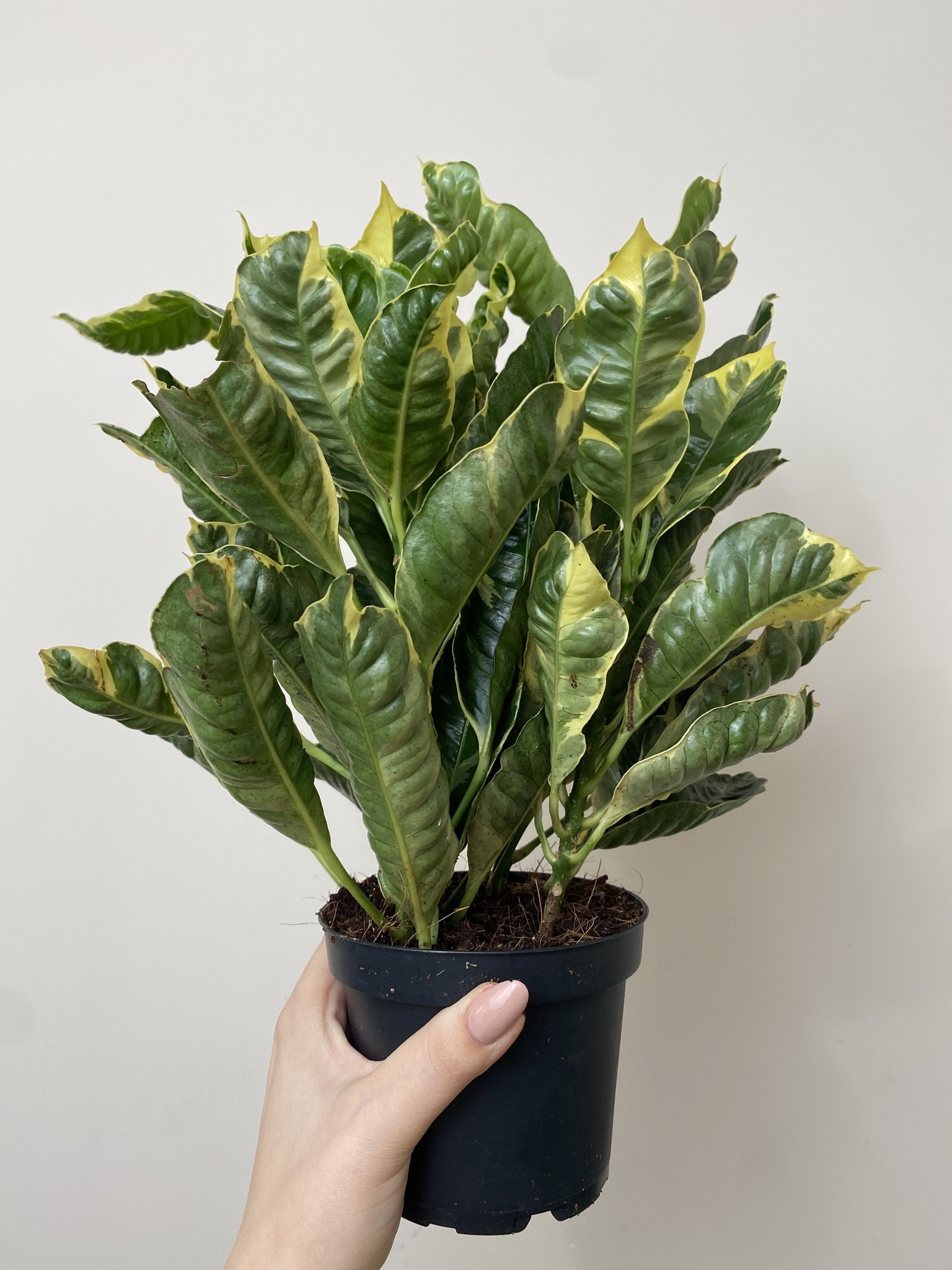 Codiaeum var. Eburneum