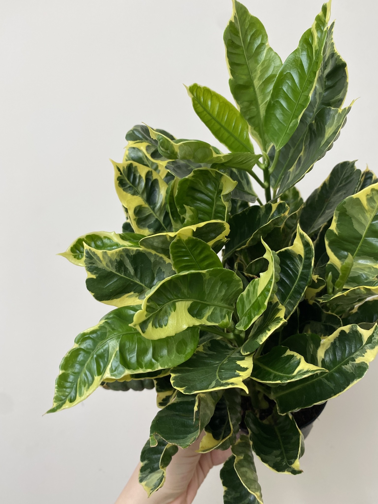 Codiaeum var. Eburneum
