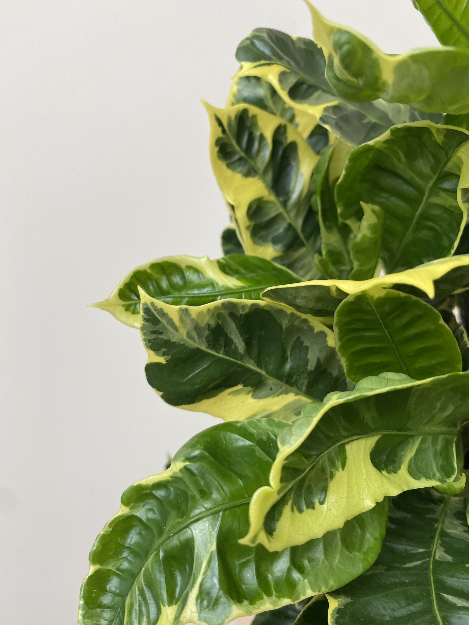 Codiaeum var. Eburneum
