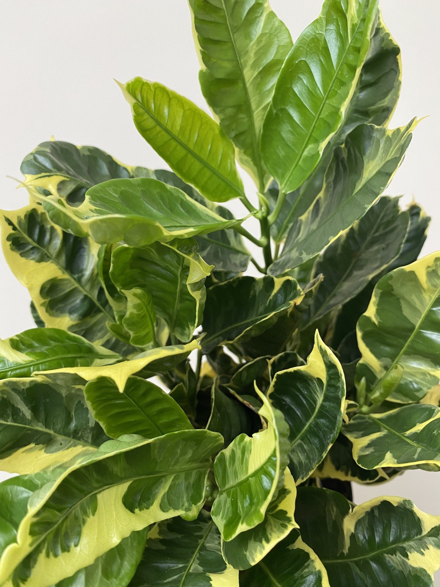 Codiaeum var. Eburneum