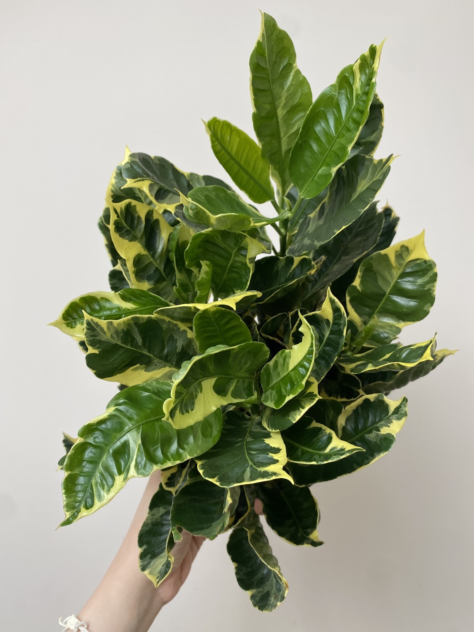 Codiaeum var. Eburneum