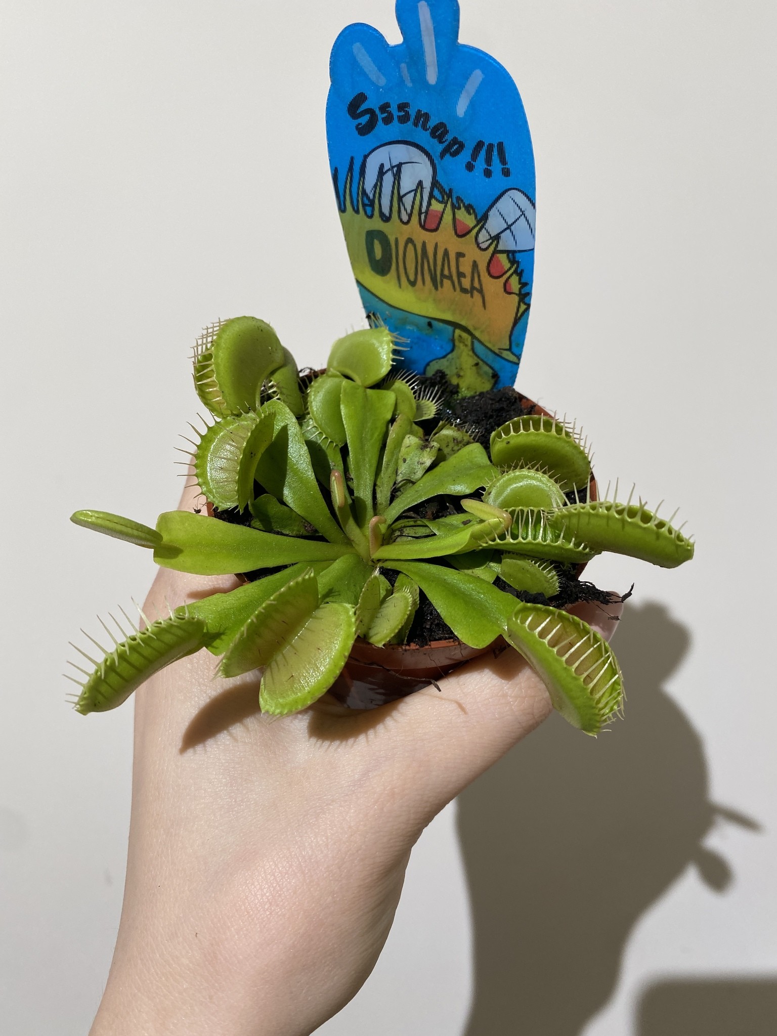 Codiaeum var. Eburneum