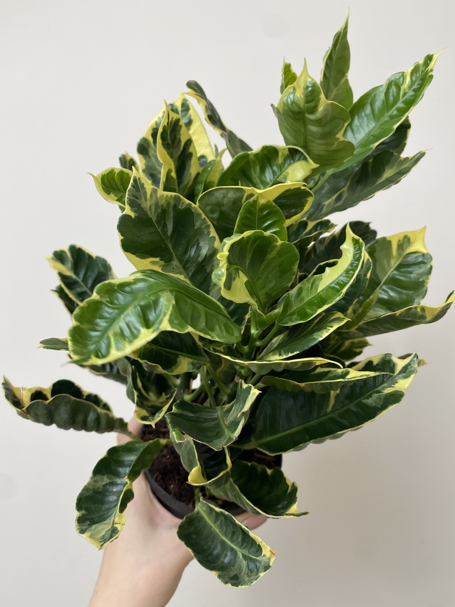 Codiaeum var. Eburneum