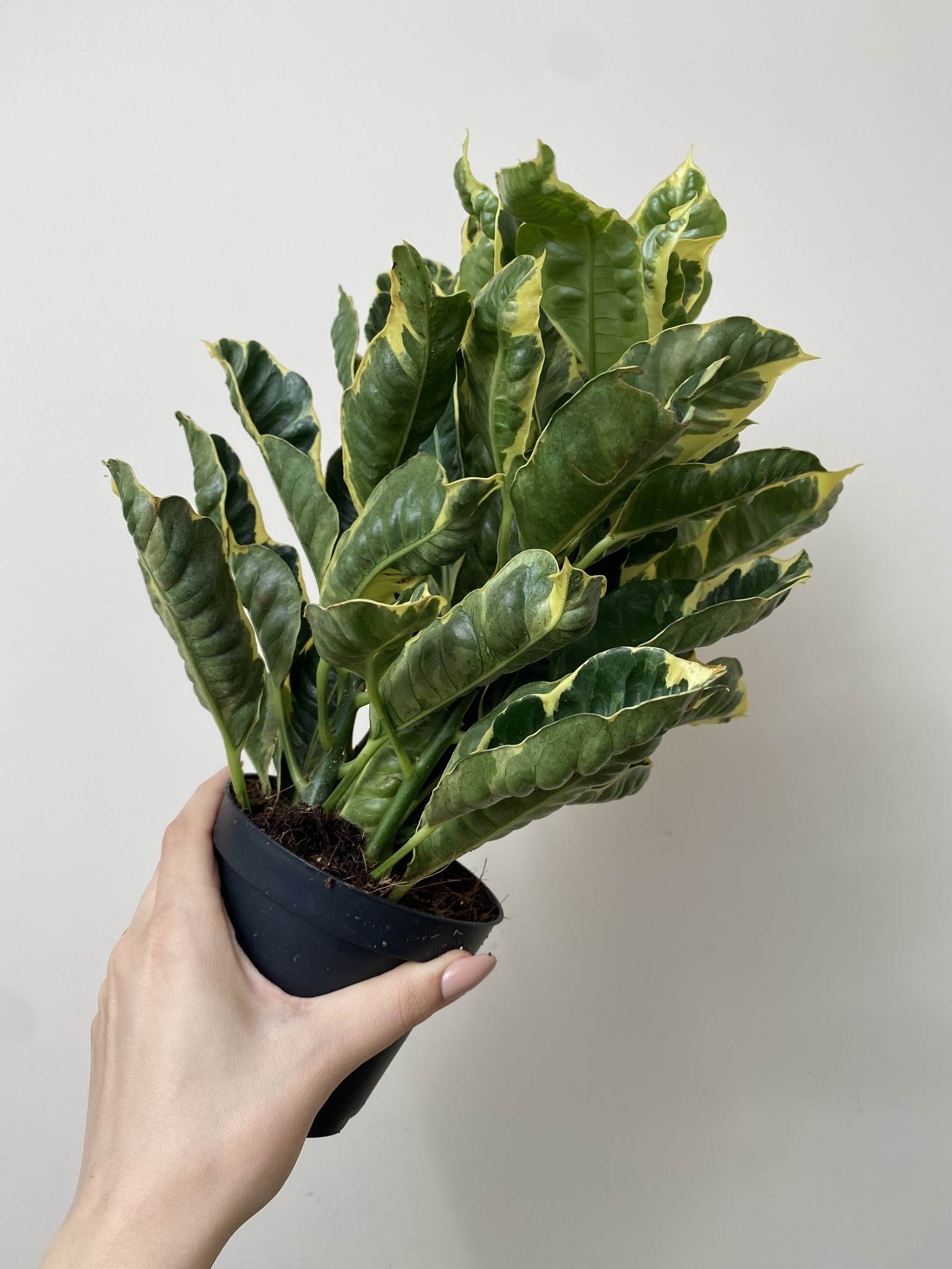 Codiaeum var. Eburneum