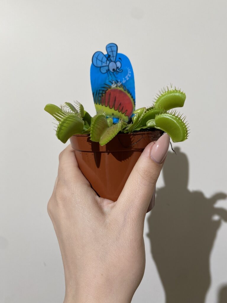 Dionaea muscipula