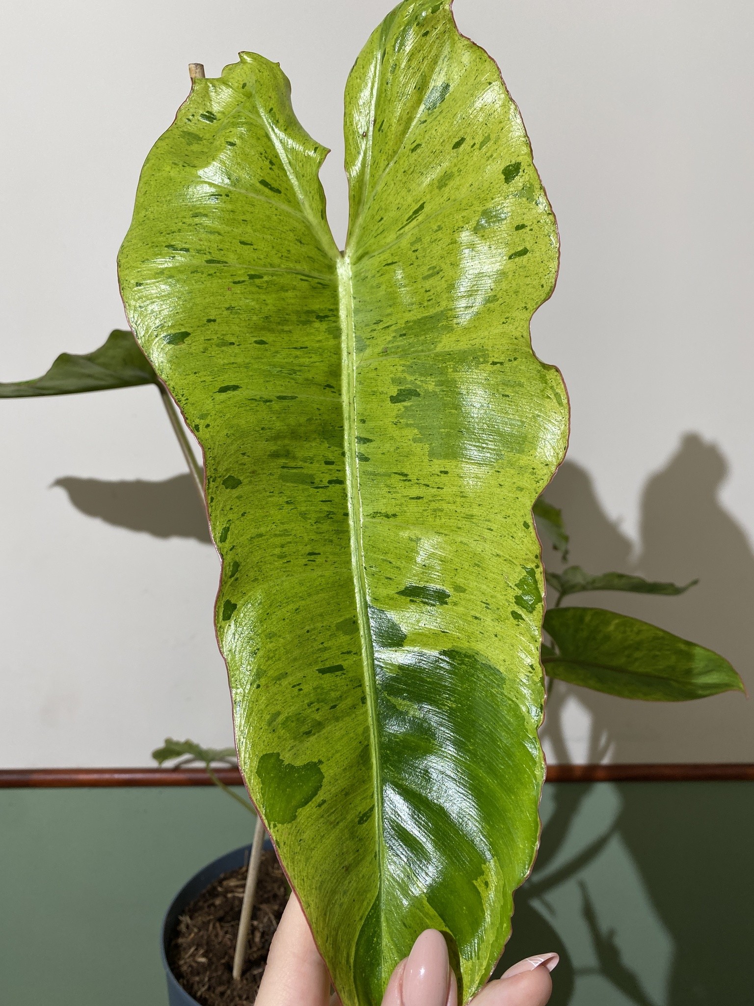 Philodendron Paraiso verde variegata