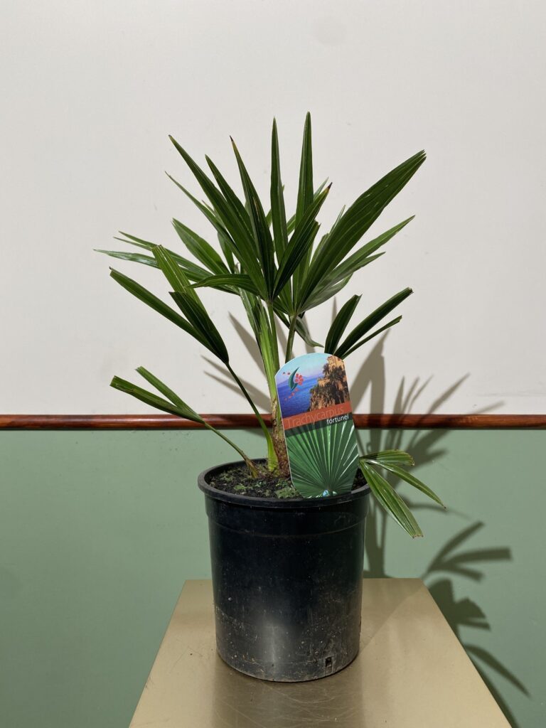 Trachycarpus fortunei