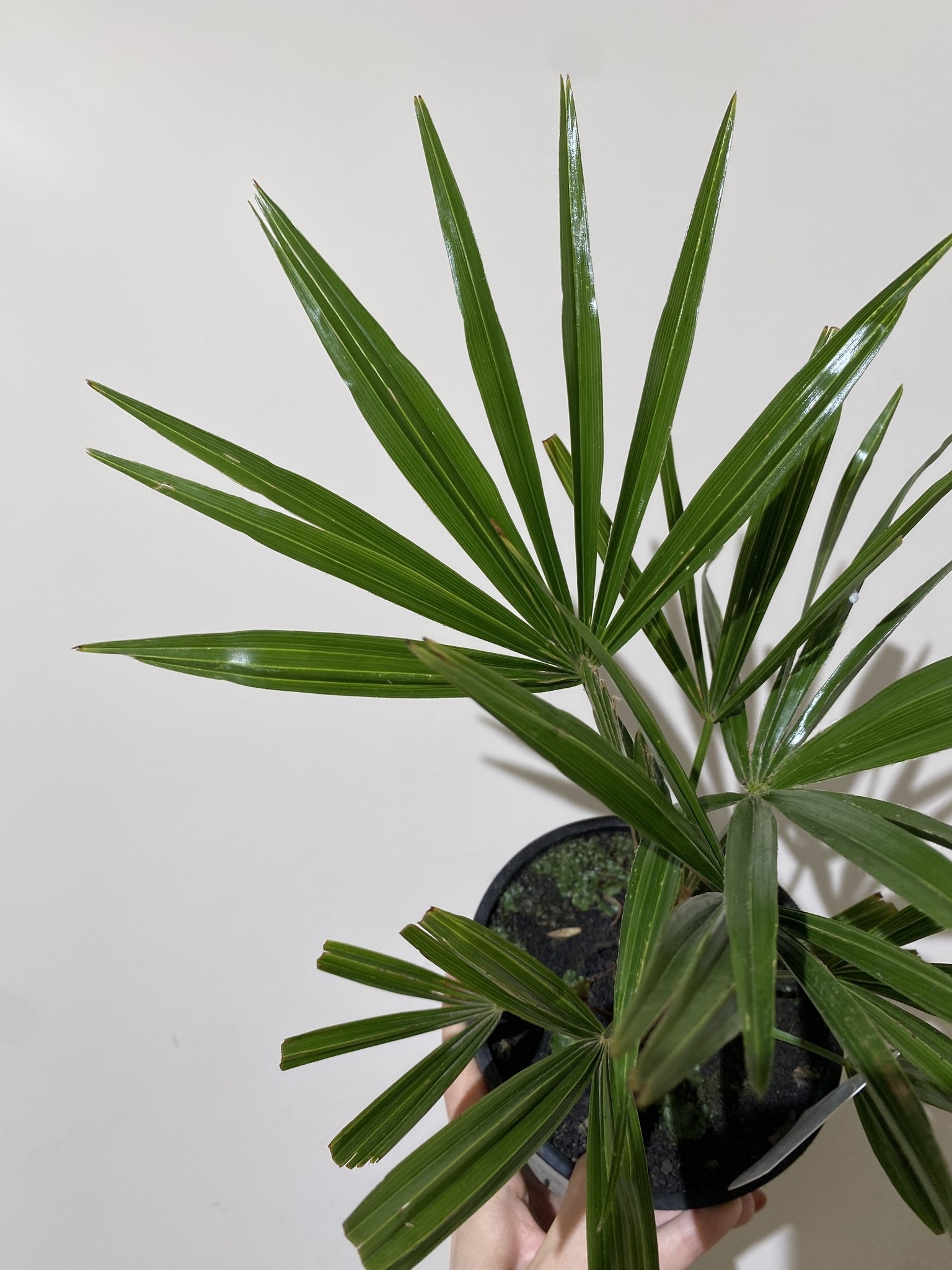 Trachycarpus fortunei
