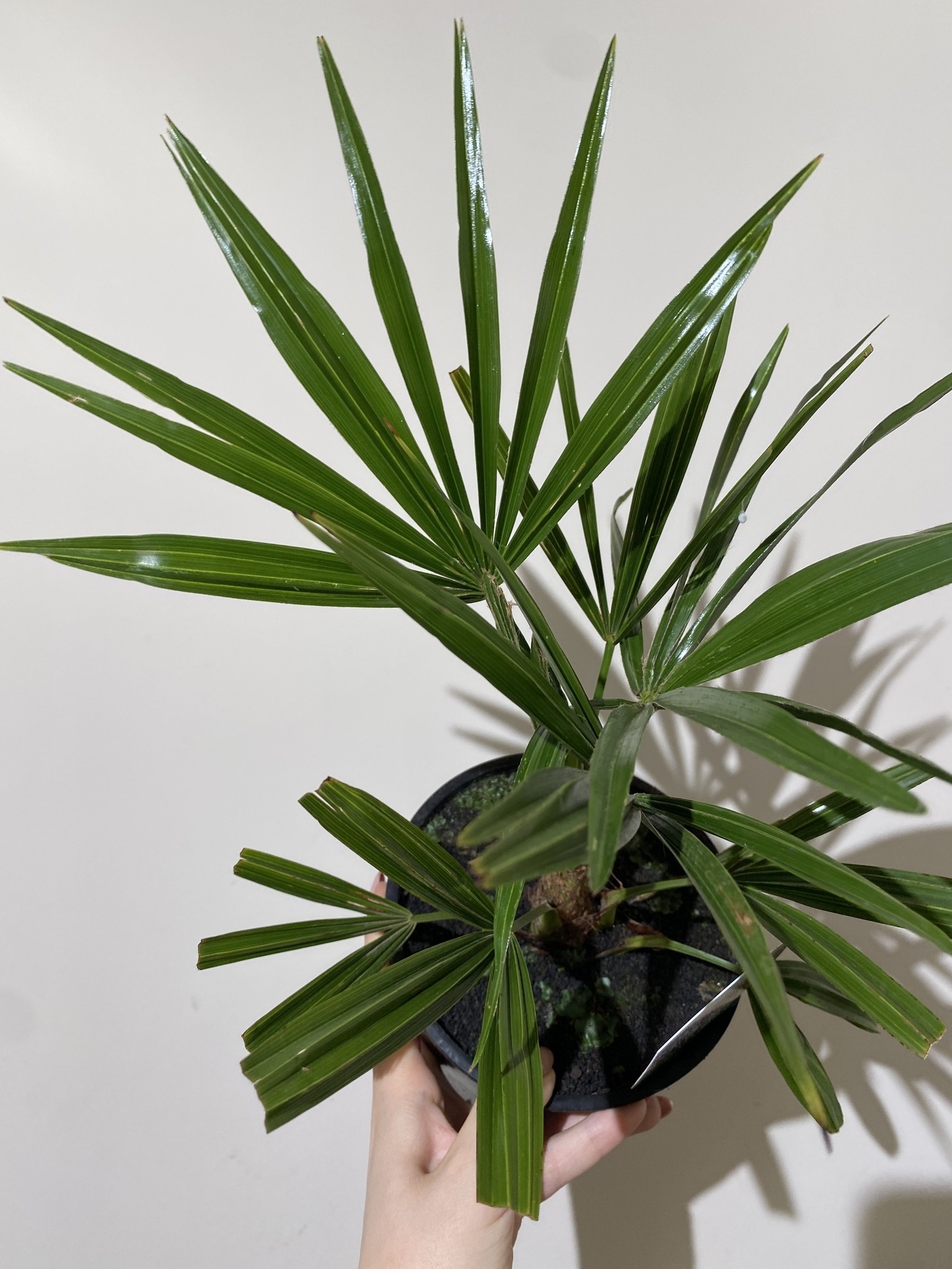 Trachycarpus fortunei