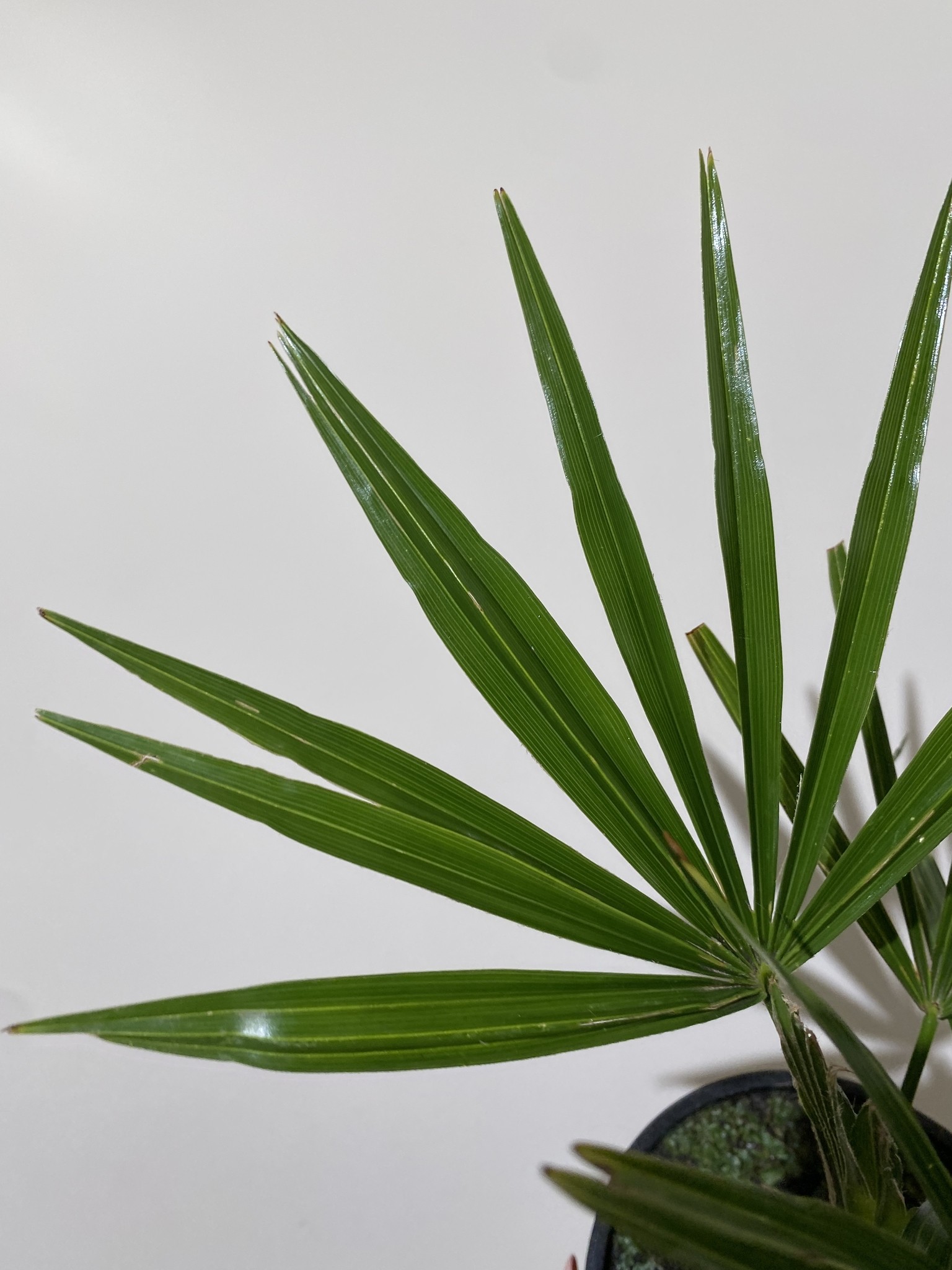 Trachycarpus fortunei