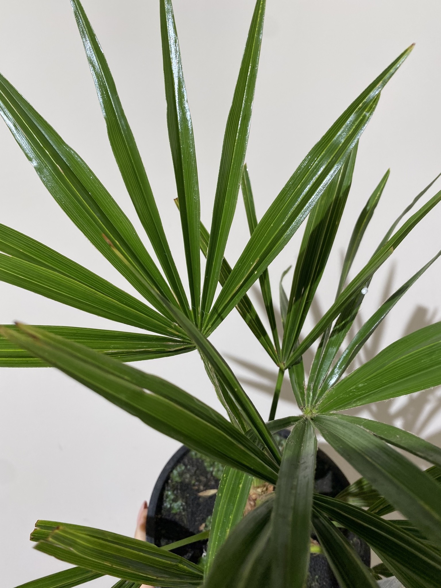 Trachycarpus fortunei